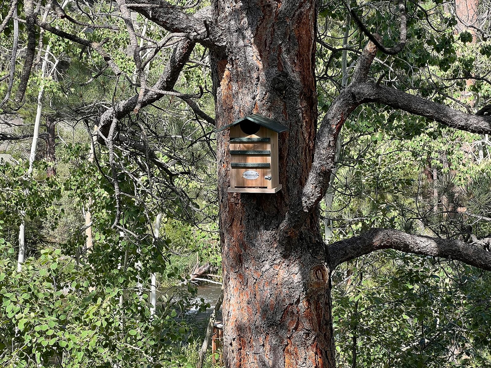Screech Owl House Cedar Nesting Box with Poly Lumber Roof, Saw-Whet Owl Box for Outside, Drainage Ventilation, Easy Cleanout, Made in USA, Green customer photo 1