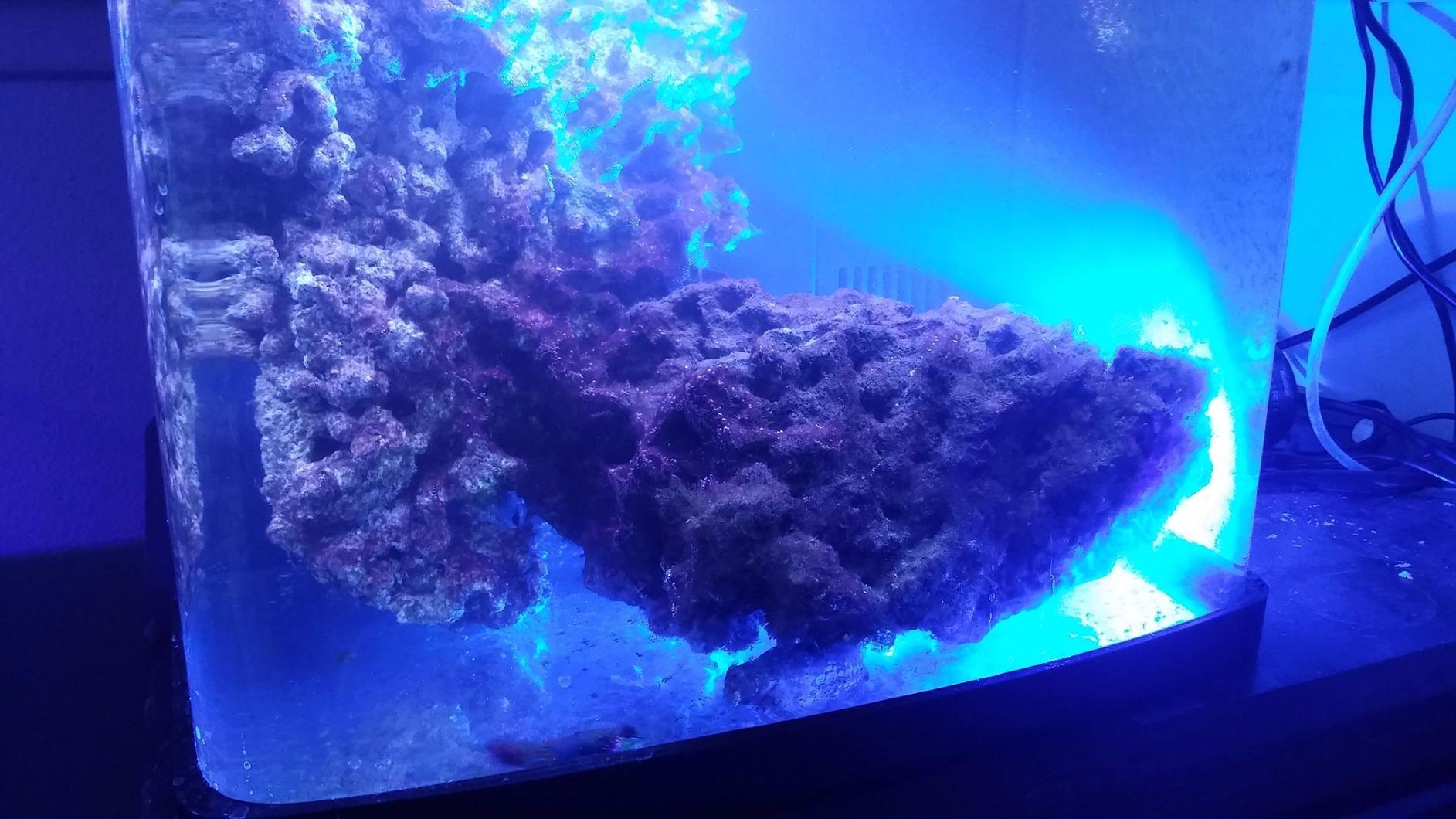 Kessil A160WE Controllable LED Aquarium Light, Tuna Blue customer photo 2