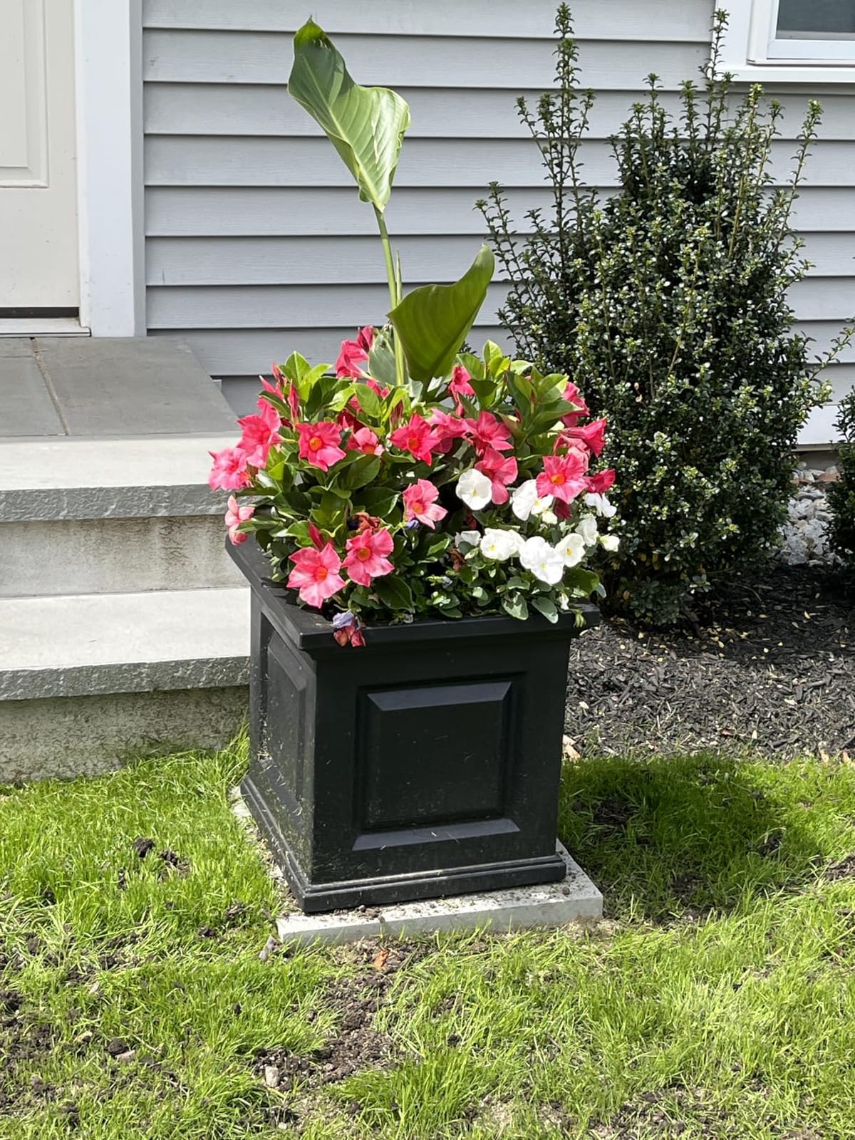 Mayne Nantucket 16-Inch Square Planter - Self-Watering, Weather-Resistant Planter for Flowers - Durable Outdoor Design for Patio, Porch, or Entryway, Black customer photo 2