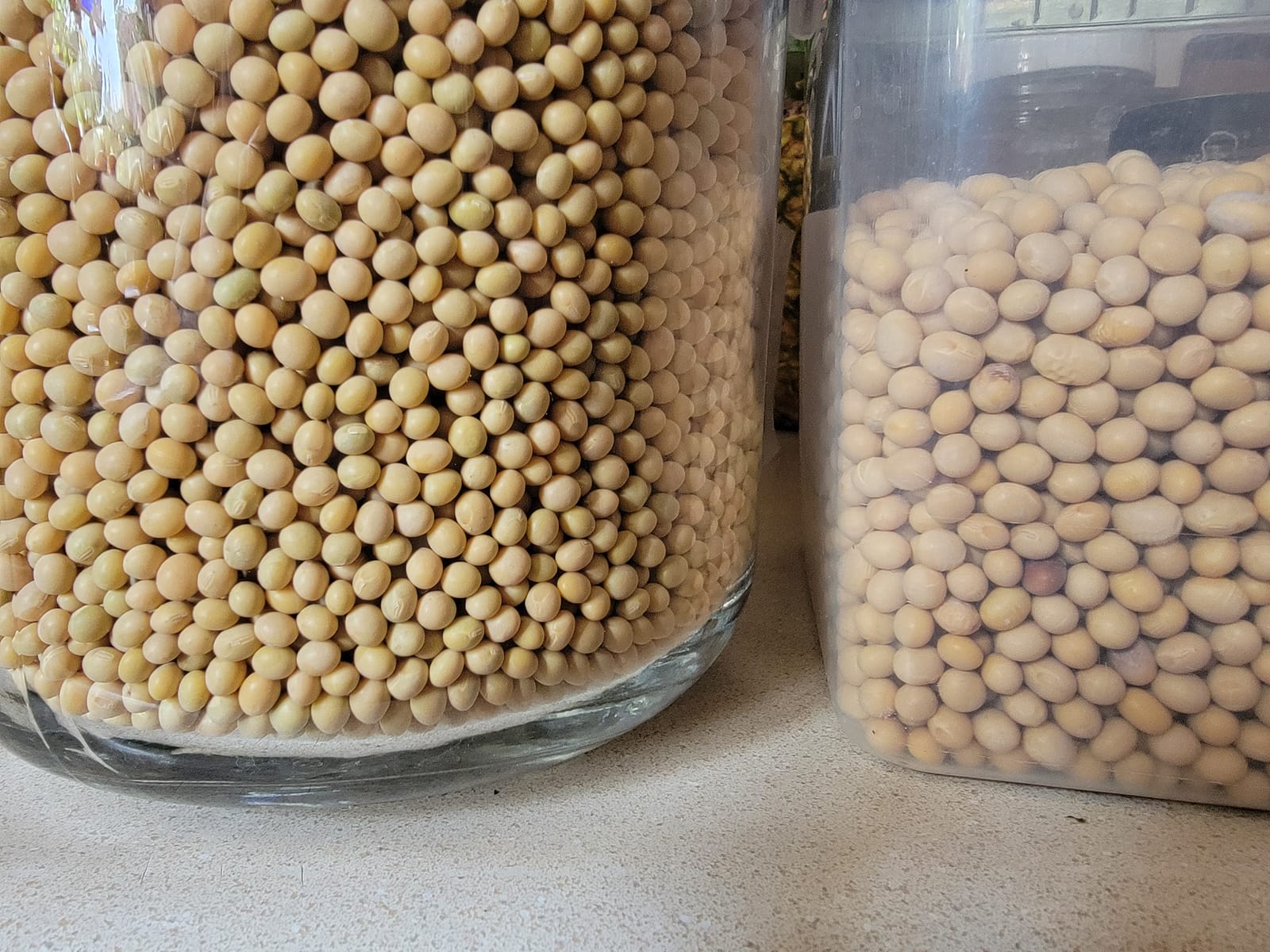 Signature Soy NON-GMO Soybeans for Natto 13 Lbs. FRESH CROP customer photo 2