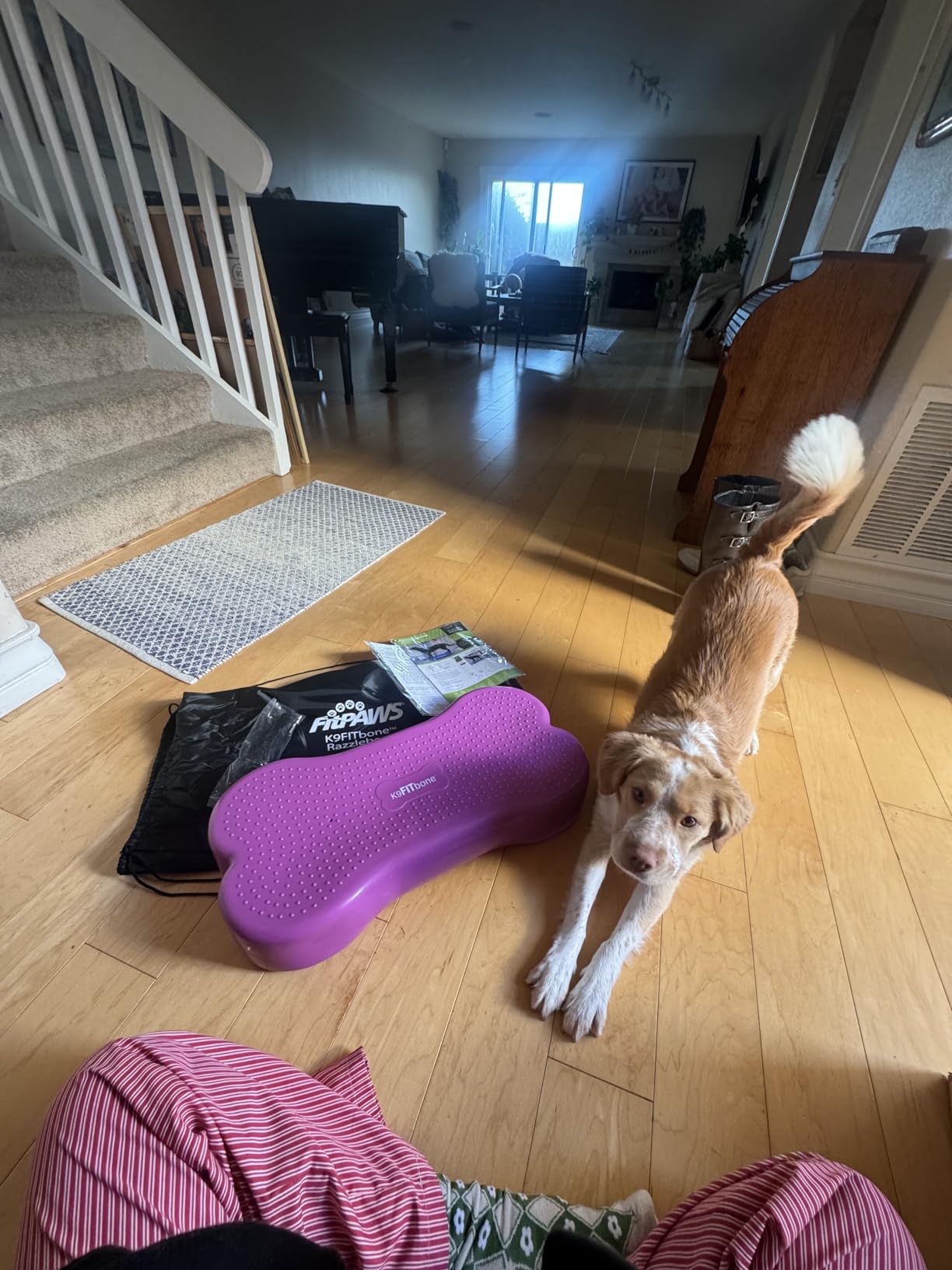 FitPaws K9FITbone Dog Balance Platform, Rehab/Exercise Equipment, Orange customer photo 1