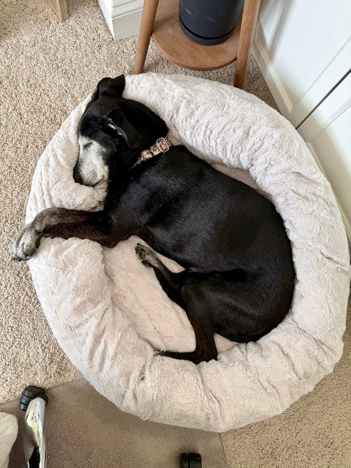 Best Friends by Sheri Original Calming Donut Dog Bed, Taupe, Small, 23