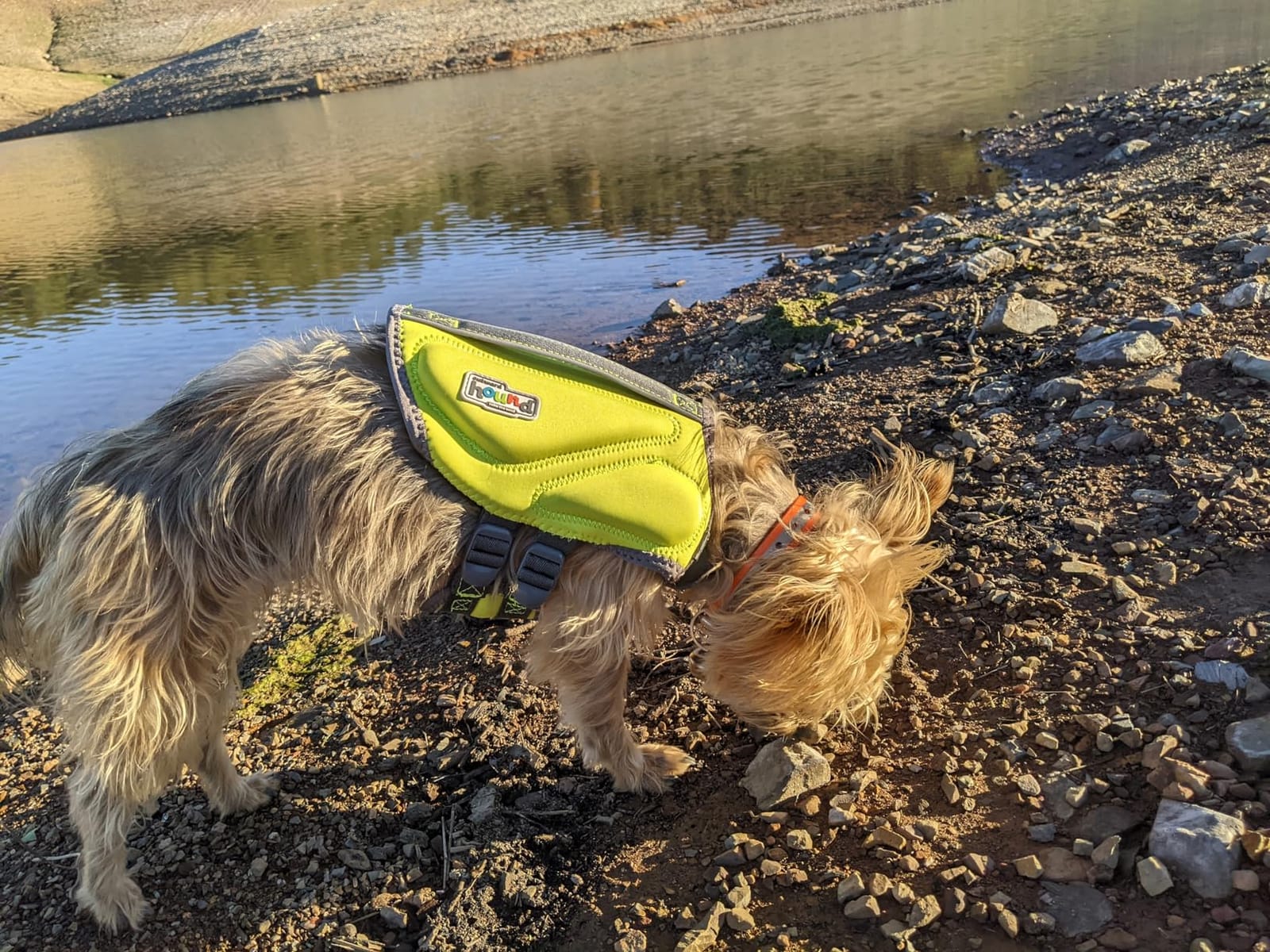 Outward Hound Dawson Swim Dog Life Jacket, Life Vest, Red, Large | High Buoyancy, Insulating, Adjustable Fit, Rescue Handle, Reflective, Swimming & Boating, Large Dogs (28-32