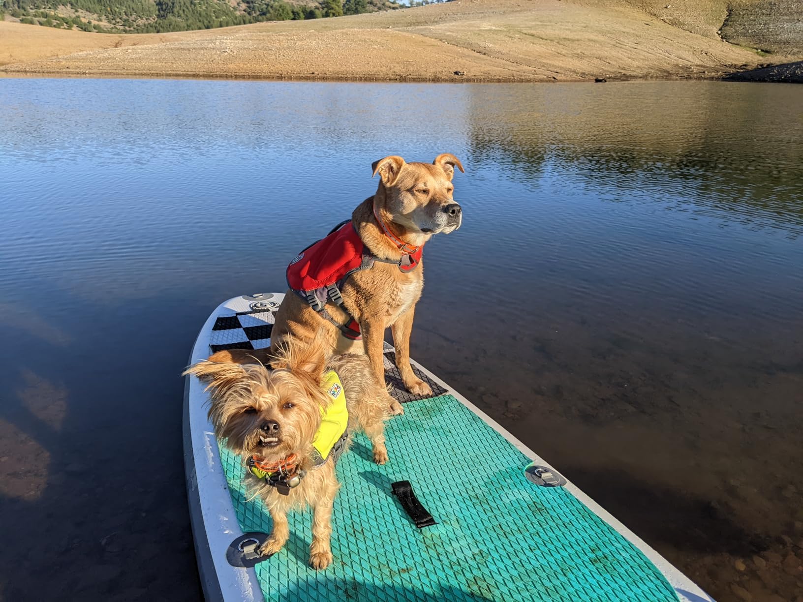 Outward Hound Dawson Swim Dog Life Jacket, Life Vest, Red, Large | High Buoyancy, Insulating, Adjustable Fit, Rescue Handle, Reflective, Swimming & Boating, Large Dogs (28-32
