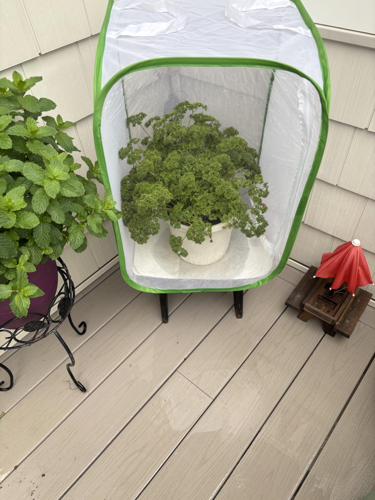 RESTCLOUD Insect and Butterfly Habitat Cage Terrarium Pop-up 23.6 Inches Tall customer photo 2