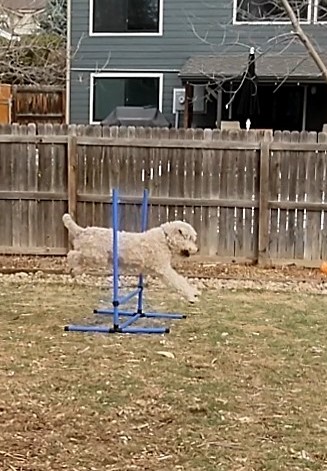 PawHut 4 Piece Dog Agility Training Equipment for Dog Agility Course White | Adjustable Height Jump Bars, Included Carry Bag, Displacing Top Bar customer photo 2