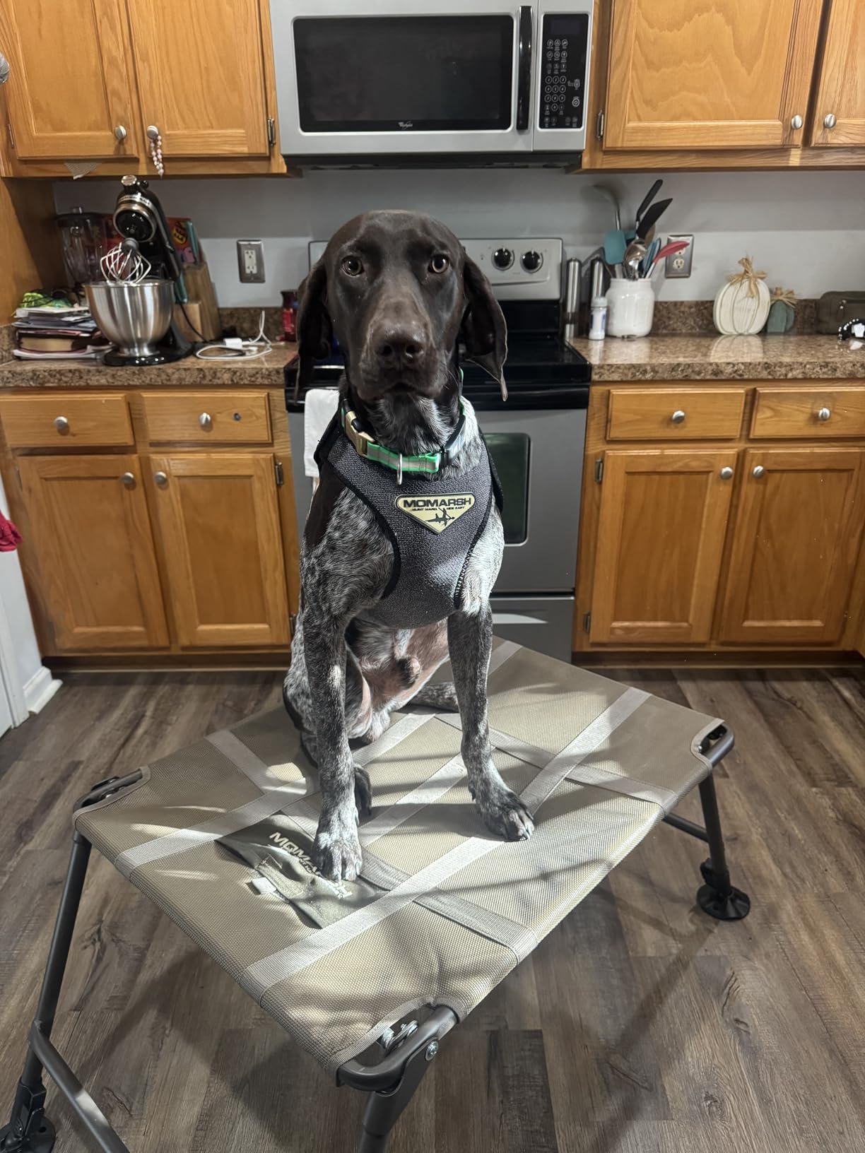 Final Stand Dog Adjustable Training Platform & Storage Panel | Hunting Stand | Elevated Pet System for Place, Agility & Steadiness | Dog Trainer System | Mesh Bottom Mud Feet | 150lb Capacity customer photo 1