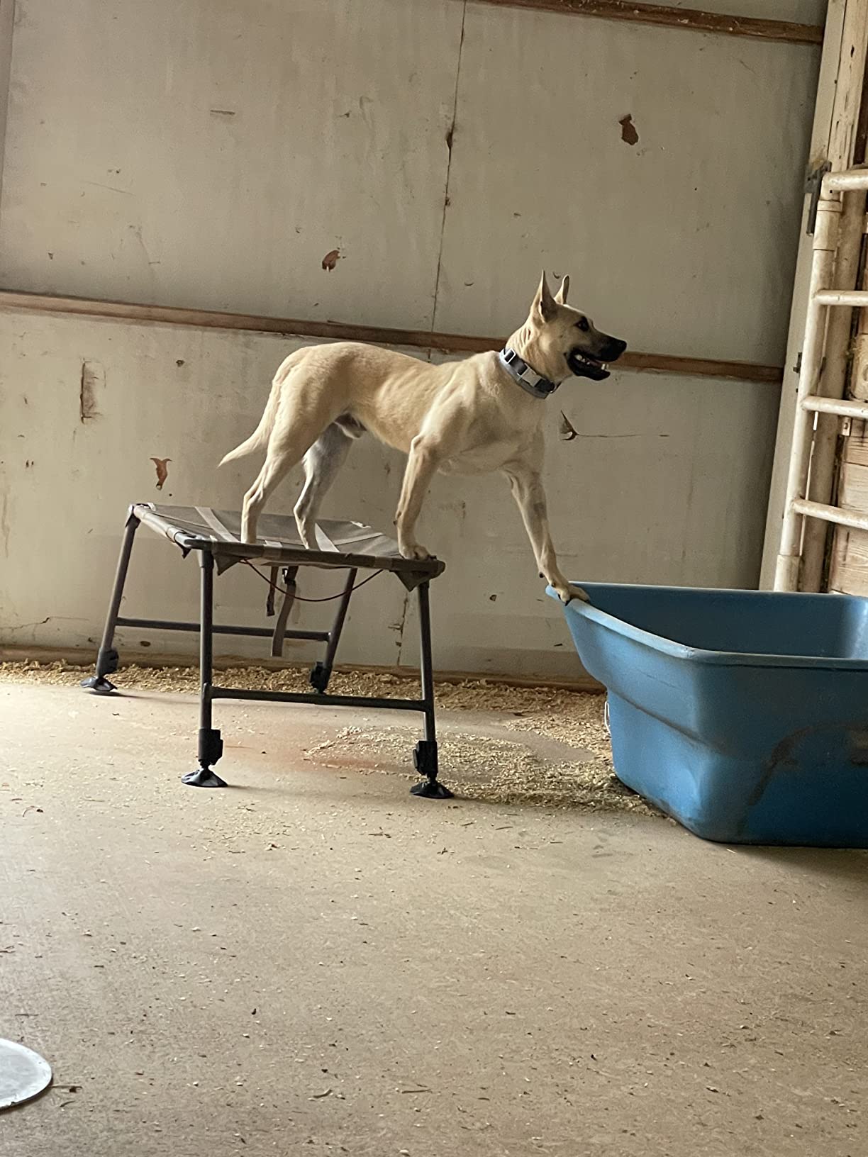 Final Stand Dog Adjustable Training Platform & Storage Panel | Hunting Stand | Elevated Pet System for Place, Agility & Steadiness | Dog Trainer System | Mesh Bottom Mud Feet | 150lb Capacity customer photo 2