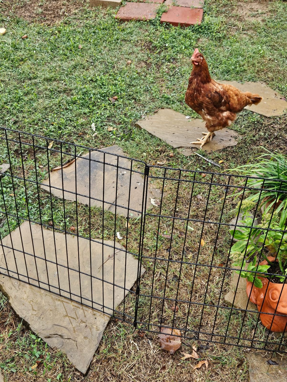 New World by MidWest 36-Inch Exercise Pen, No Door, 16 Sq Ft Play Area | for Indoor and Outdoor Use, No Door Design for Maximum Security, Easy to Set Up, Foldable Playpen customer photo 1