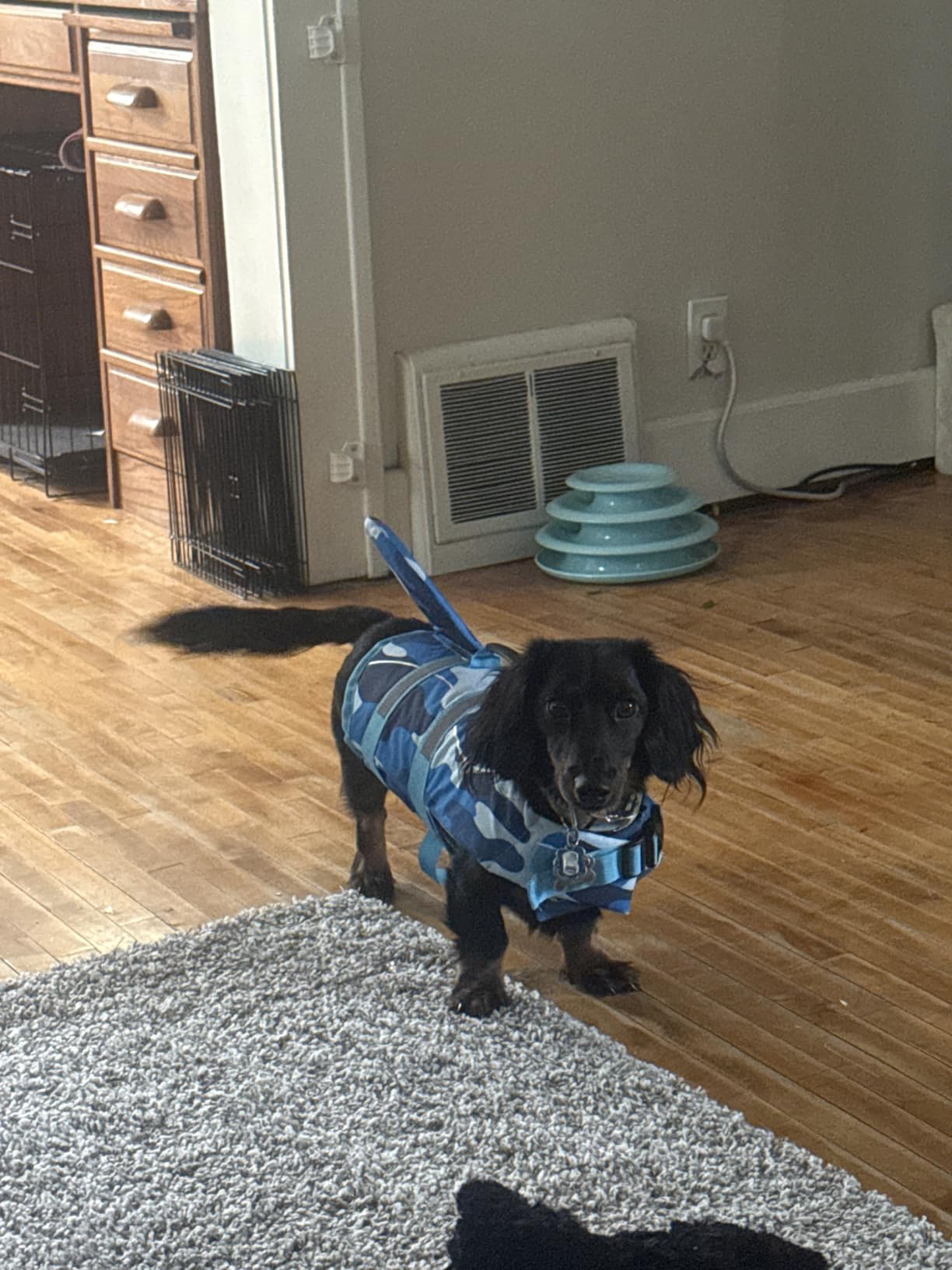 Bess Bridal Dog Life Jacket - Shark Safety Vest for Swimming & Boating | Shark Life Jacket with High Buoyancy, Dog Lifesaver Swimsuit with Rescue Handle for Small Medium Large Dogs, Grey Shark L customer photo 1