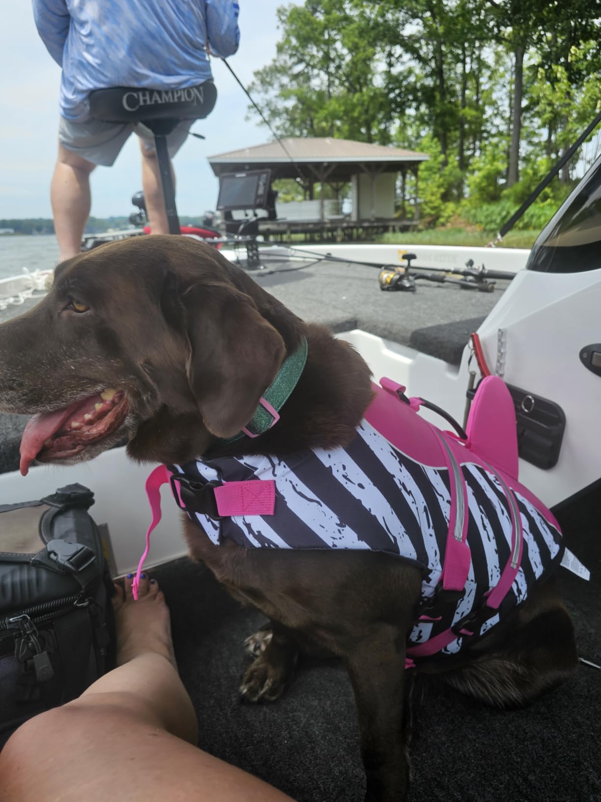 Bess Bridal Dog Life Jacket - Shark Safety Vest for Swimming & Boating | Shark Life Jacket with High Buoyancy, Dog Lifesaver Swimsuit with Rescue Handle for Small Medium Large Dogs, Grey Shark L customer photo 2