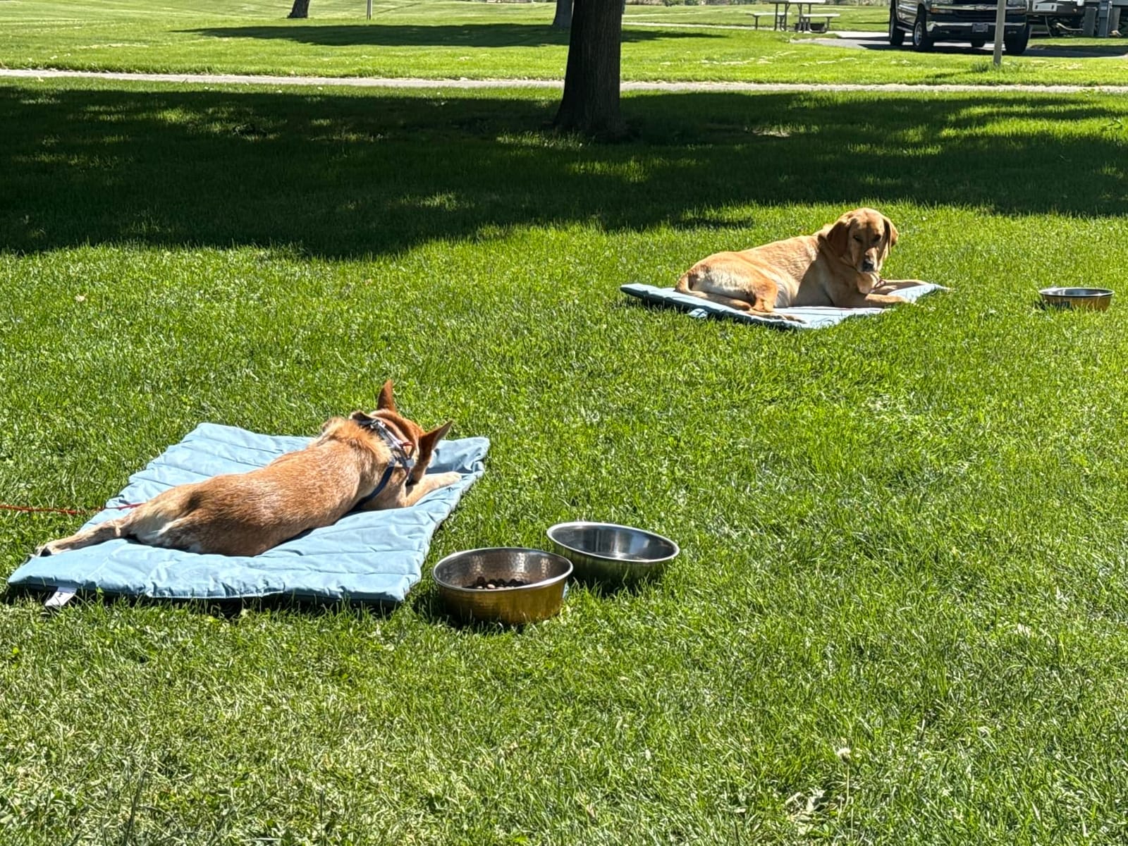 CHEERHUNTING Outdoor Dog Bed, Waterproof, Washable, Large Size, Durable, Water Resistant, Portable and Camping Travel Pet Mat customer photo 1