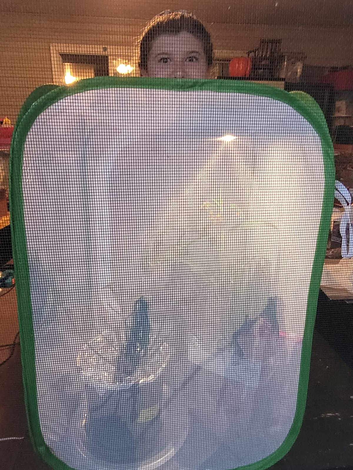 SunGrow Foldable Butterfly Habitat, 24