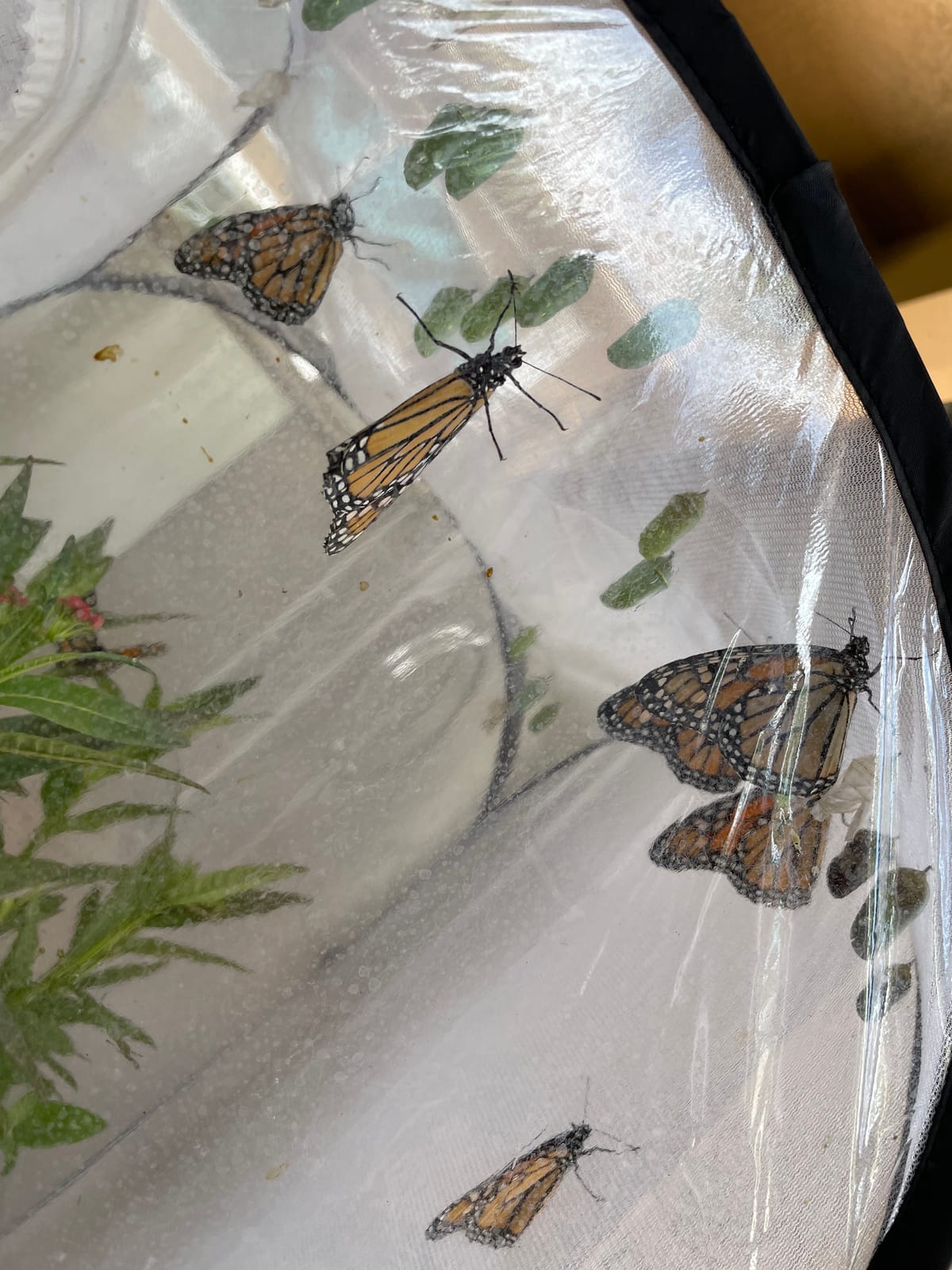 SunGrow Foldable Butterfly Habitat, 24