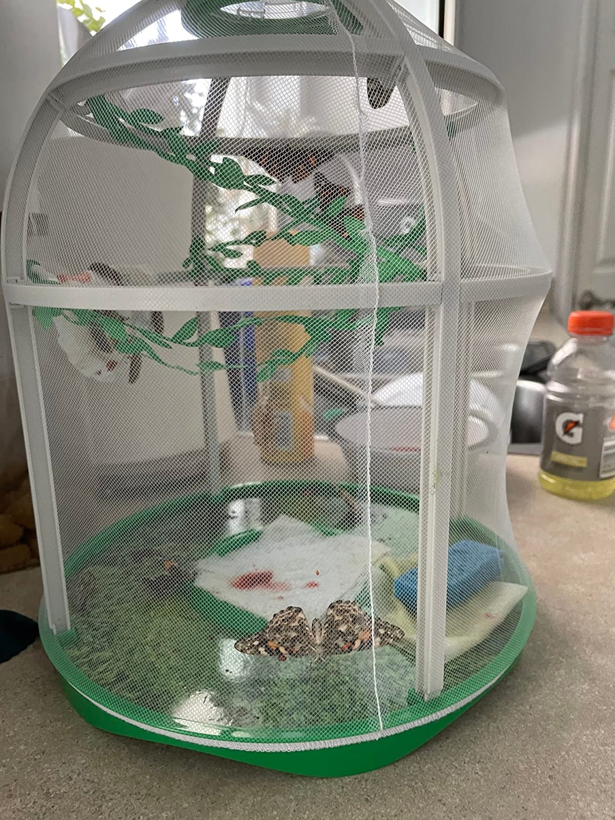 Uncle Milton Butterfly Farm Live Habitat - Observe Caterpillars Transform Into Butterflies, STEM Toy, Great Gifts for Boys & Girls Ages 6+ customer photo 1