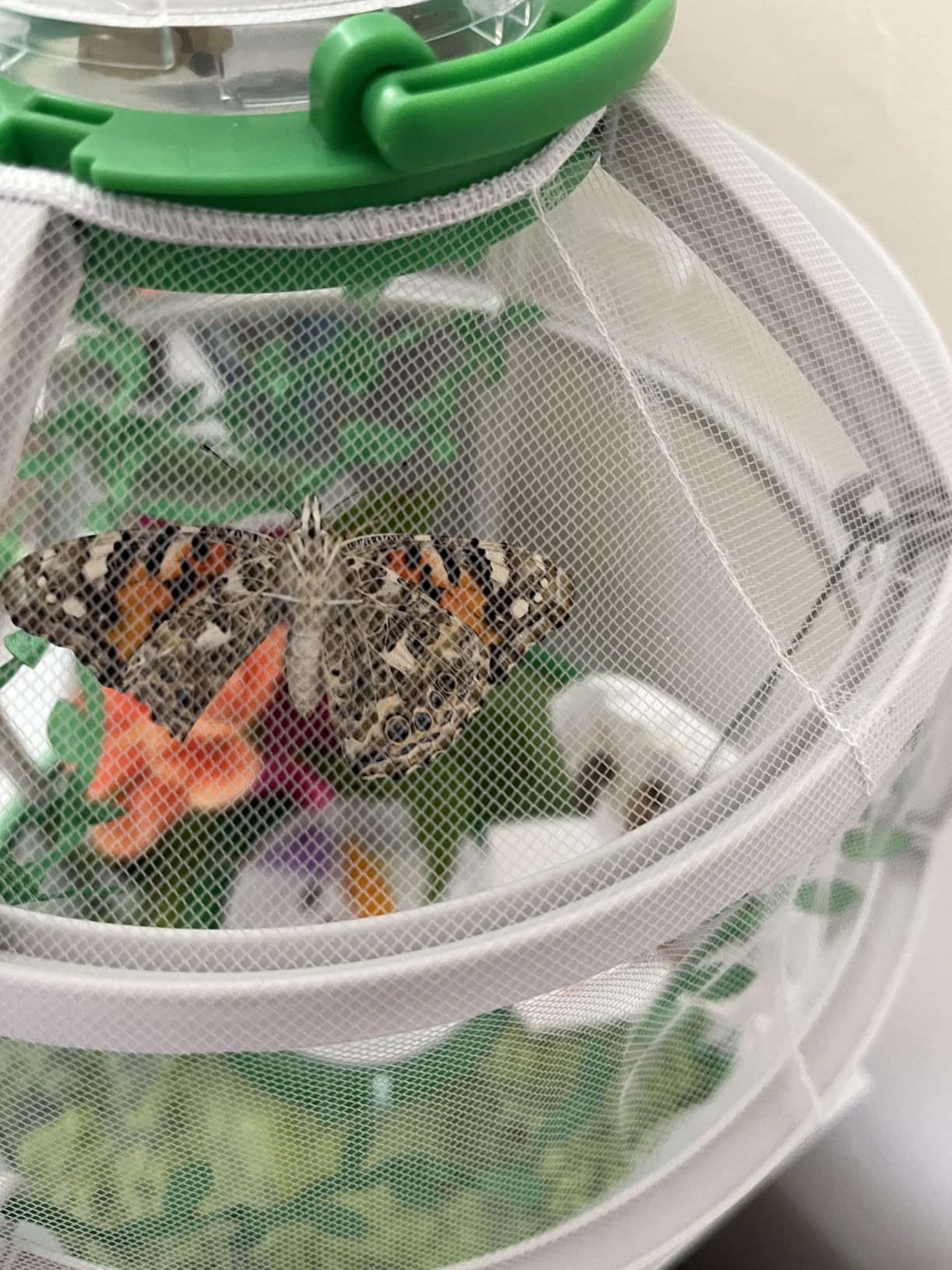 Uncle Milton Butterfly Farm Live Habitat - Observe Caterpillars Transform Into Butterflies, STEM Toy, Great Gifts for Boys & Girls Ages 6+ customer photo 2