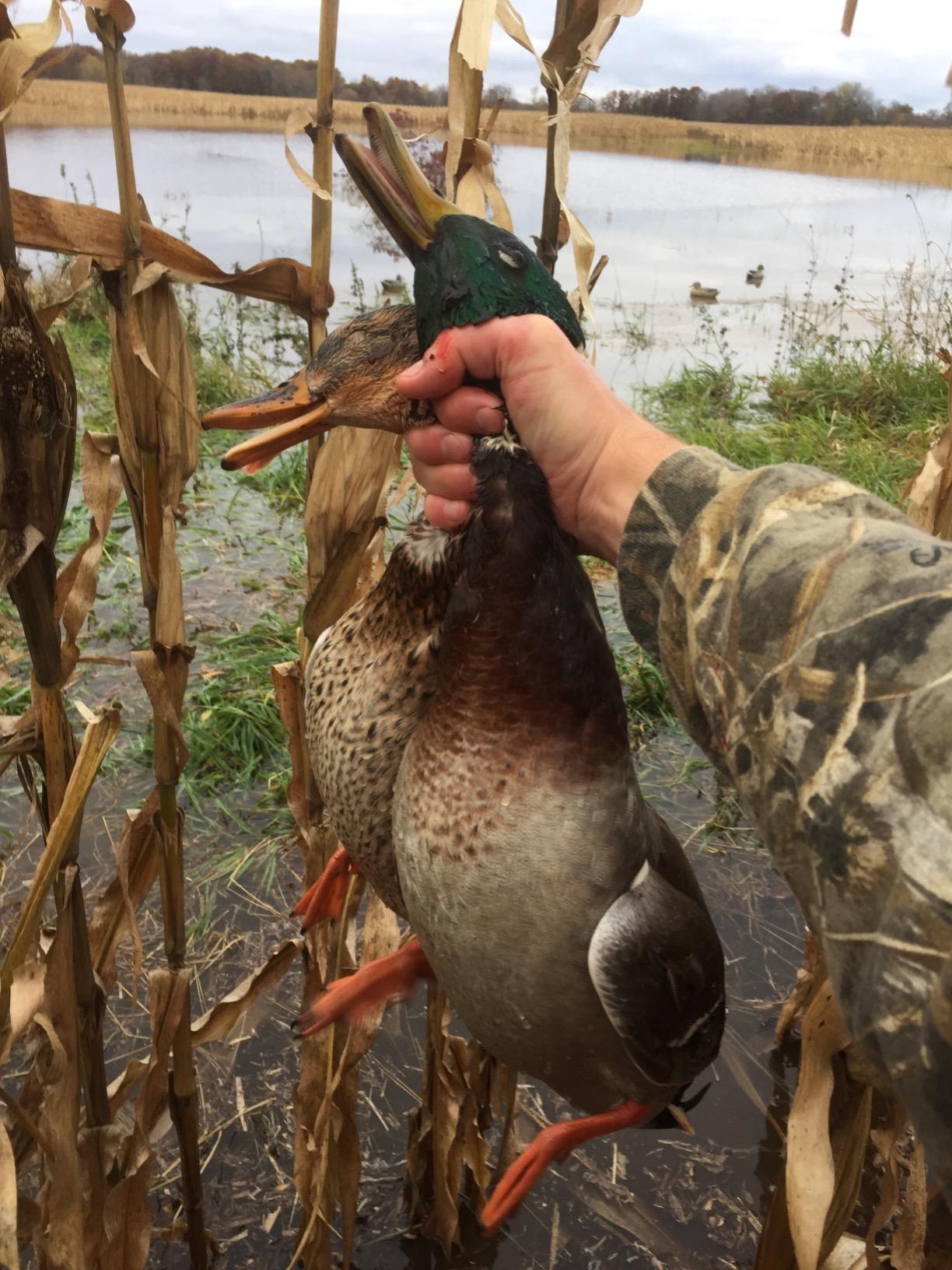 Avery GHG Essential Mallard Duck Decoys - 12 Pack | Realistic Durable Floating Waterfowl Hunting Set with Weighted Self-Righting Keels, 6 Drake & 6 Hen Floaters, 12-Pack (70010) customer photo 2