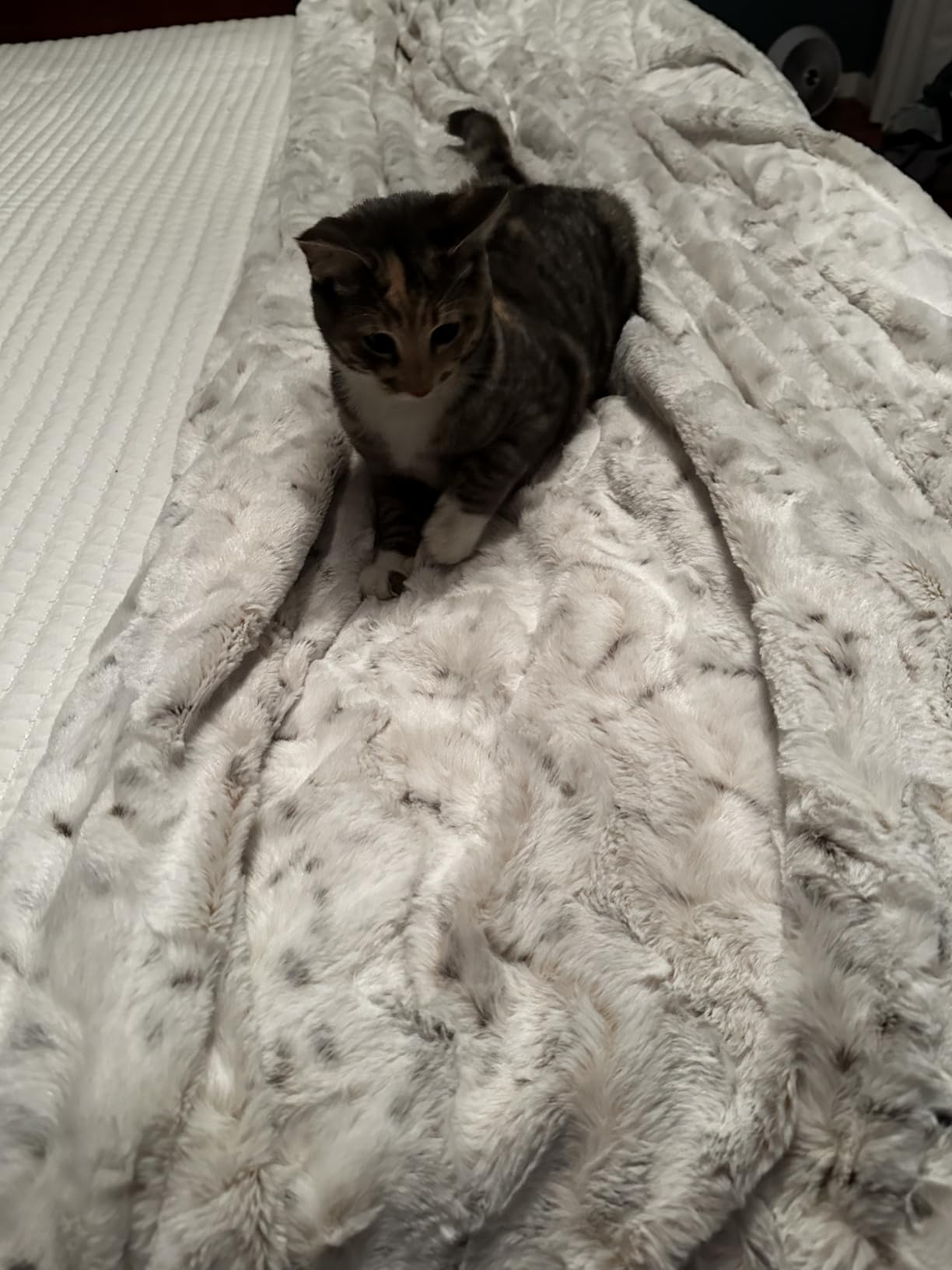 Madison Park Zuri Faux Fur Reversible Throw Blanket, 50 x 60, Snow Leopard | Oversized Soft Plush, Luxury, Animal Stripes, Mink Reverse, Modern, All Season, for Bed Sofa Couch, OEKO-TEX Certified customer photo 2
