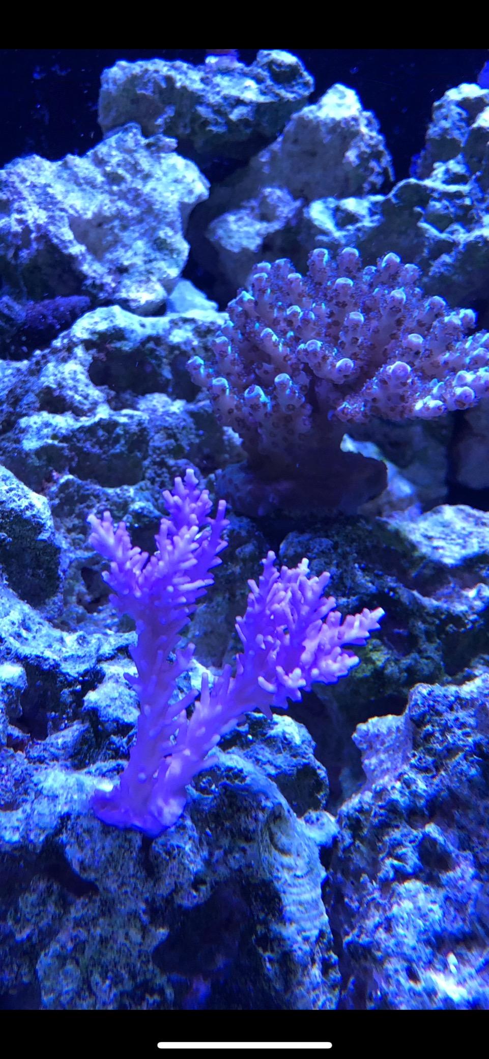 AquaIllumination Hydra 32 LED Aquarium Light - Full Spectrum Lighting for Coral Growth, Wireless Control, High PAR Output, Energy Efficient - for Saltwater Reef Tank Aquariums - Black customer photo 2