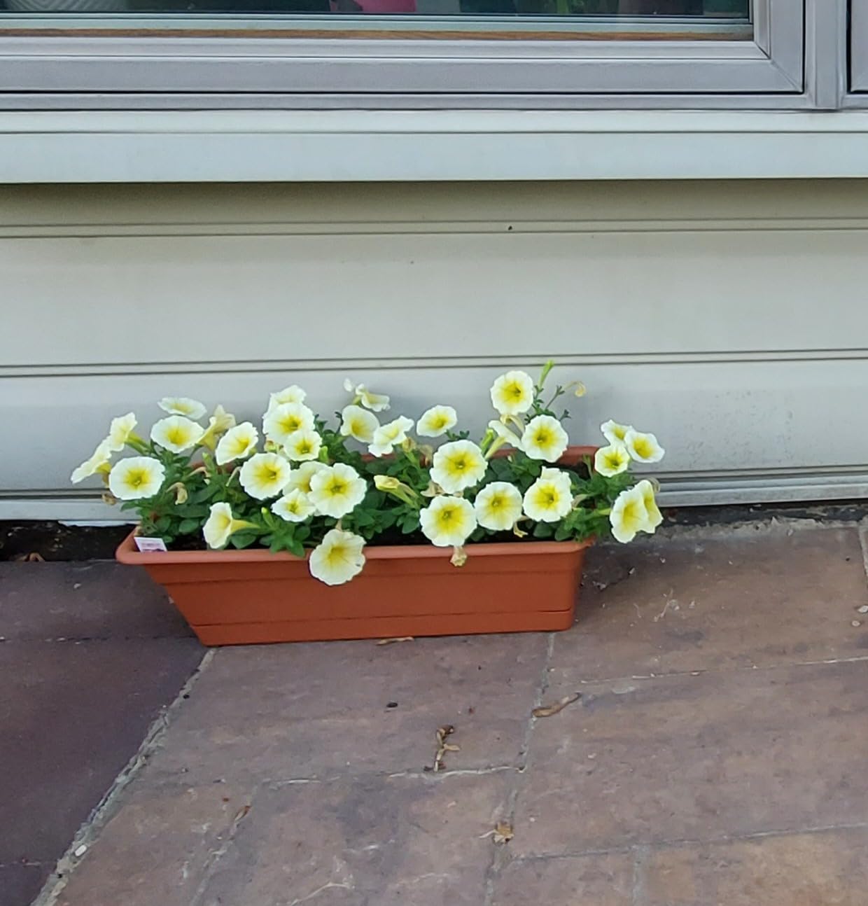 Bloem Dura Cotta Window Box Planter: 24