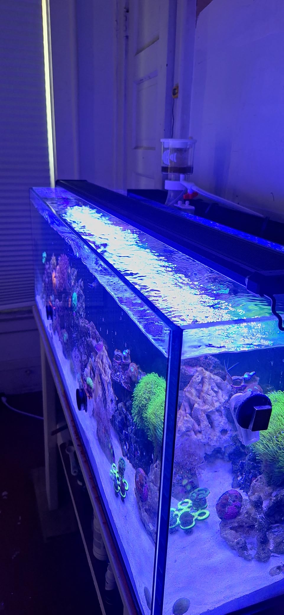 NICREW Saltwater Aquarium Light, Marine LED Fish Tank Light for Coral Reef Tanks, 2-Channel Timer Included, 30 to 36-Inch, 32-Watt customer photo 1