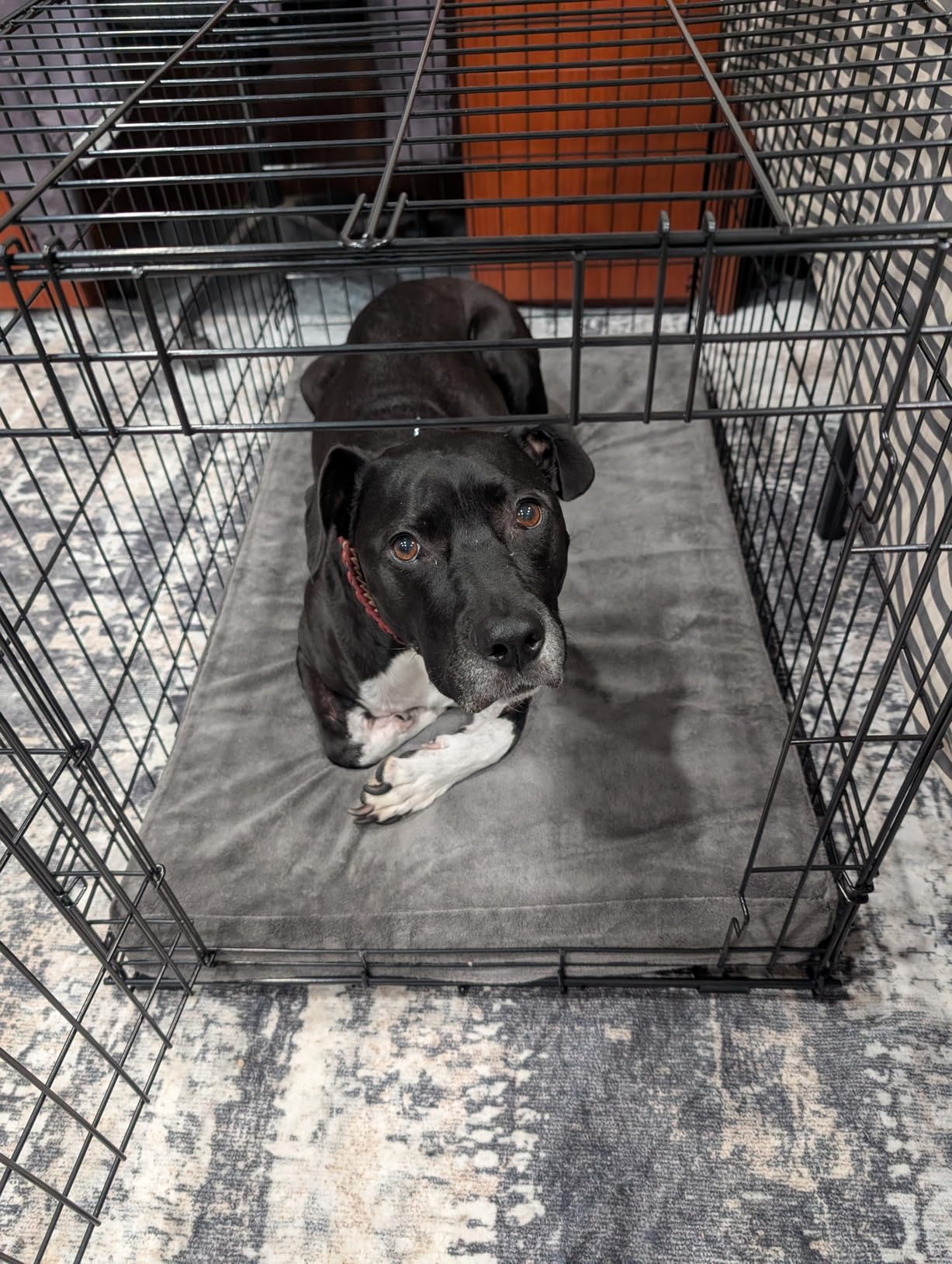 BarkBox Orthopedic Dog Bed - XXL | with Memory Foam - Comfortable, Durable & Machine Washable Pet Bed - Grey customer photo 2