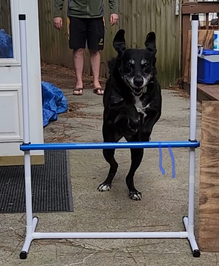 Complete Starter Agility Set for Dogs, 5 Piece | Agility Jump, Tire Jump, Weave Poles, 10' Tunnel with Sandbags, Pause Box customer photo 1