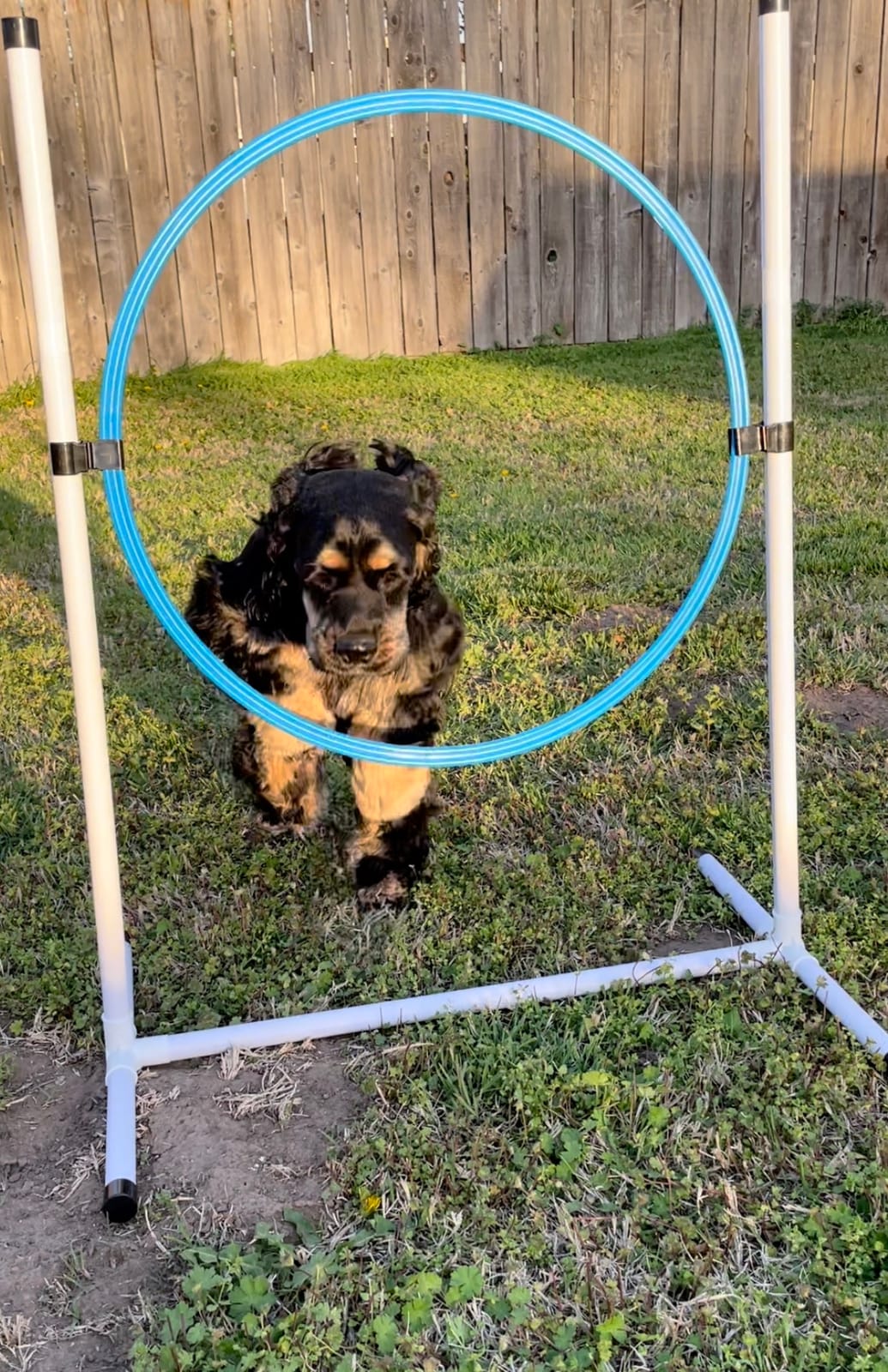 3 Piece Dog Agility Equipment Set | Agility Jump, Tire Jump, 10' Tunnel with Sandbags customer photo 1