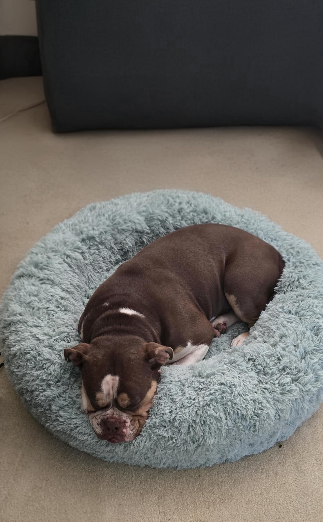 Bedsure Calming Small Dog Bed Donut Washable Cat & Puppy Bed, 23 inches Camel customer photo 2