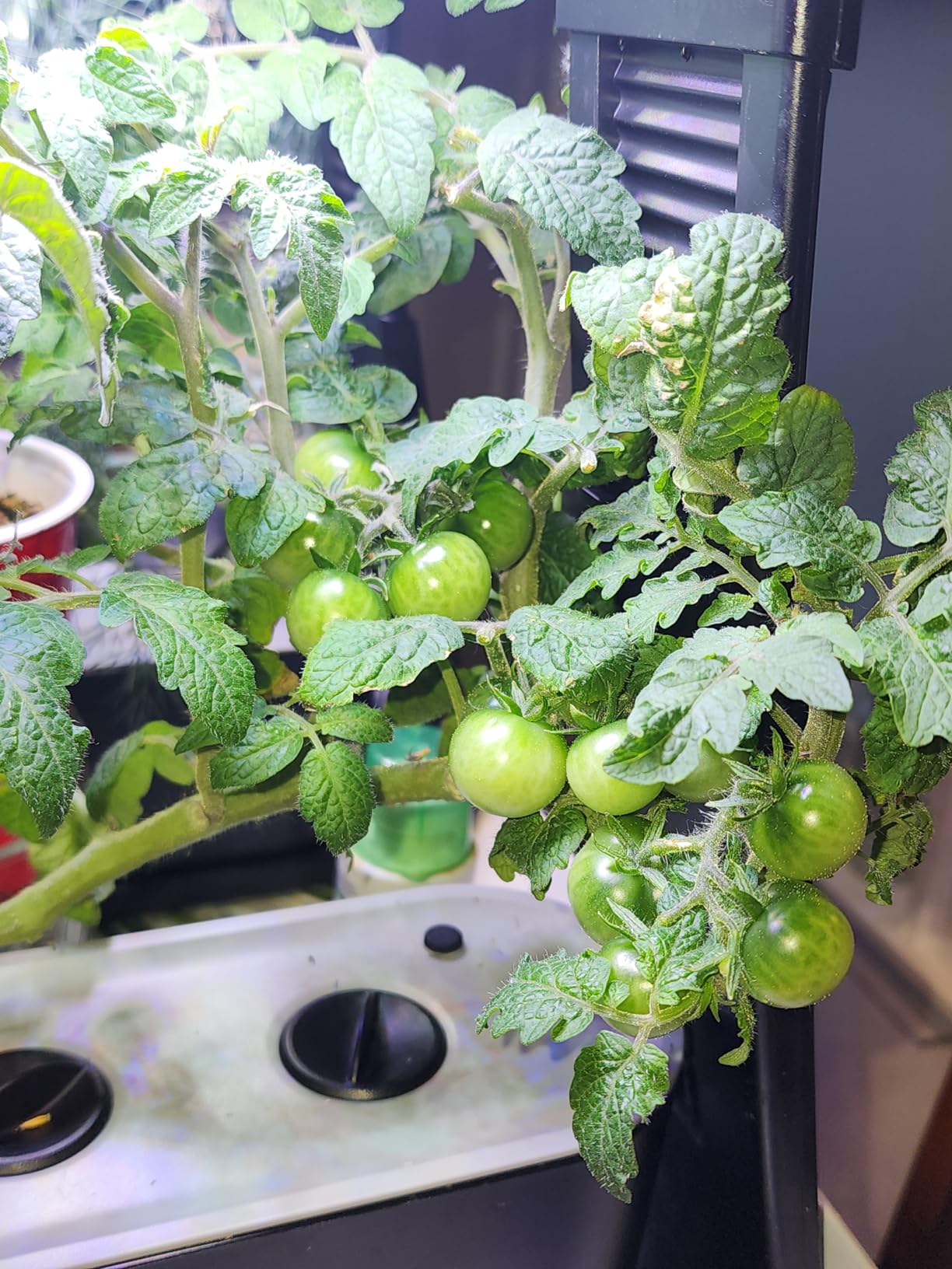AeroGarden Sprout, Black | Indoor Garden with LED Grow Light customer photo 2