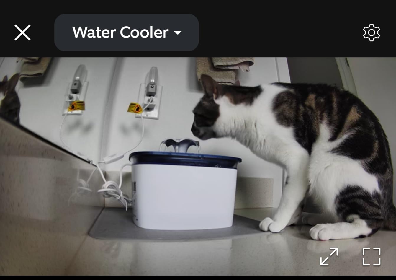 Veken Innovation Award Winner 95oz/2.8L Pet Fountain, Automatic Cat Water Fountain Dog Water Dispenser with Replacement Filters for Cats, Dogs, Multiple Pets (Grey, Plastic) customer photo 2