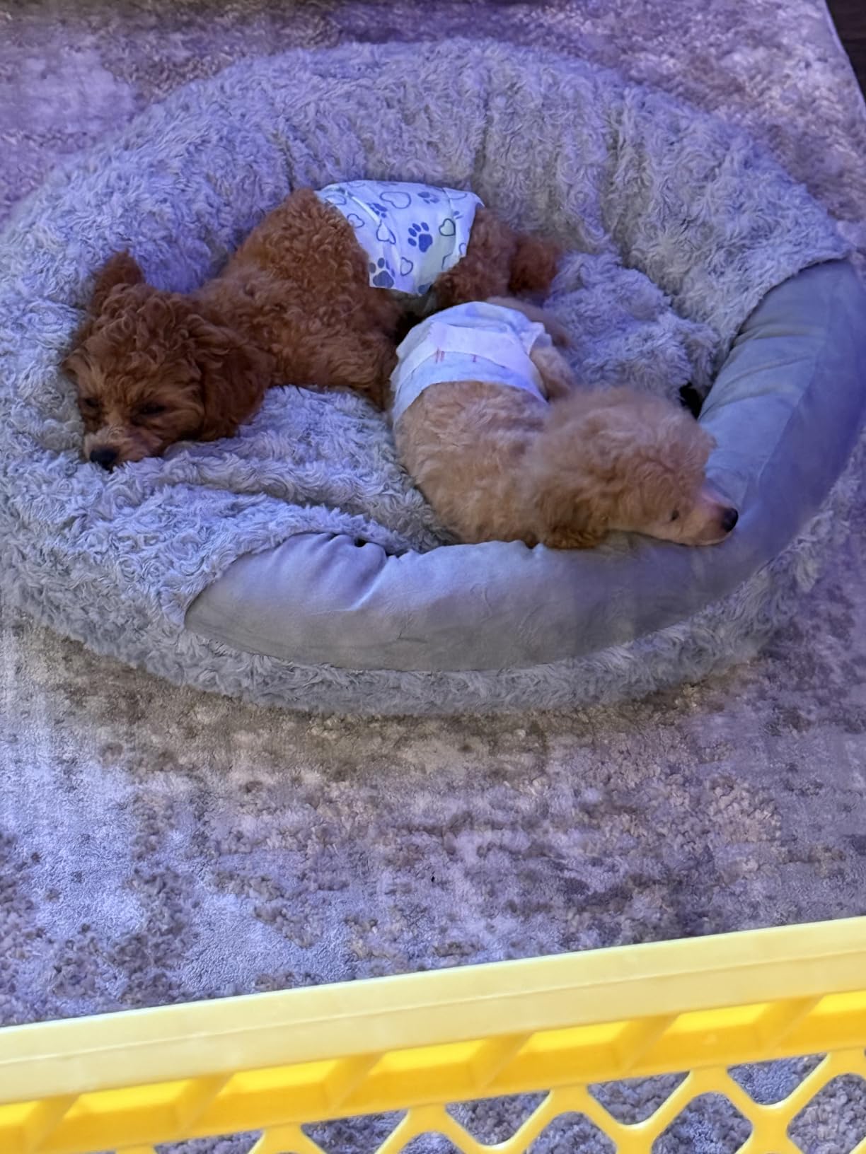 JOEJOY Small Dog Bed Cat Bed with Hooded Blanket, Cozy Cuddler Luxury Puppy Pet Bed, Donut Round Calming Anti-Anxiety Dog Burrow Cave Bed - Anti-Slip Bottom and Machine Washable 23 inch customer photo 1