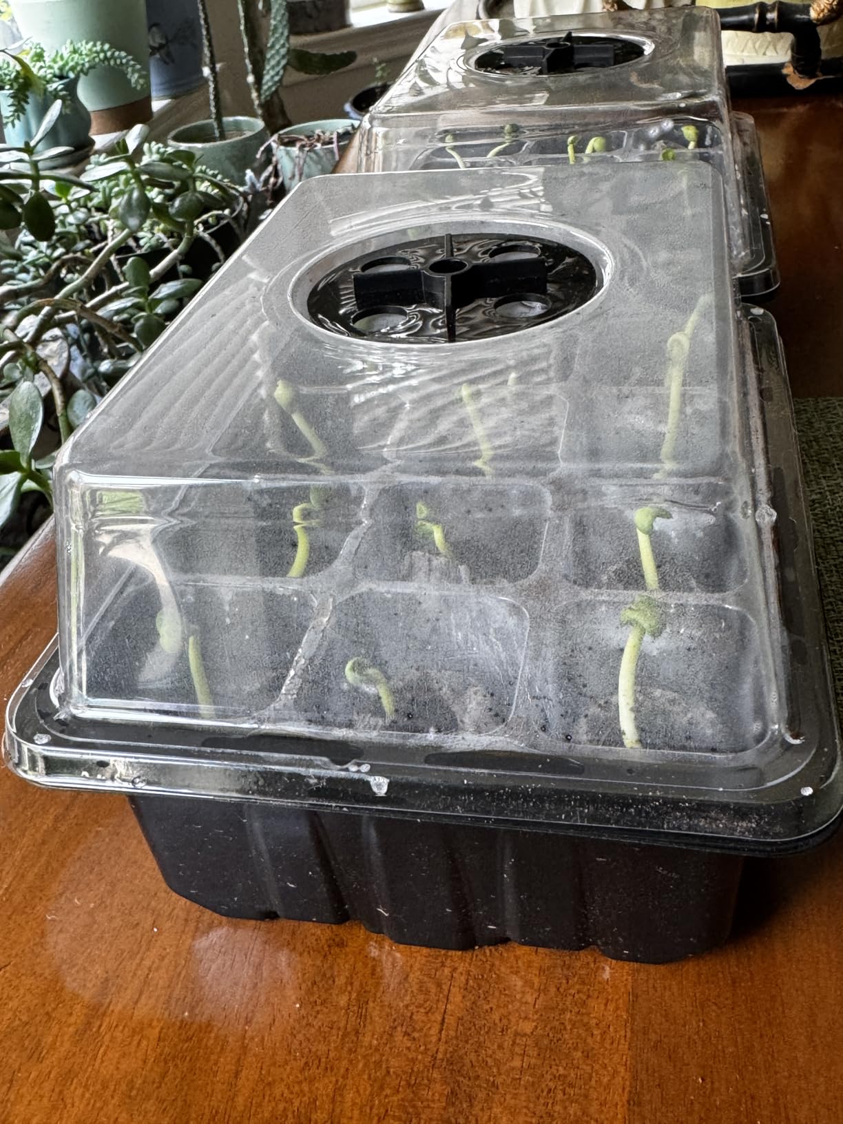 Halatool 4 Pack Seed Starter Tray with 50 PCS Peat Pellets, 48 Cells Black Seeding Starter Trays for Organic Seed Starter Soil Pods for Planting Vegetables Plants Flowers - Starting Seeds Kit customer photo 1