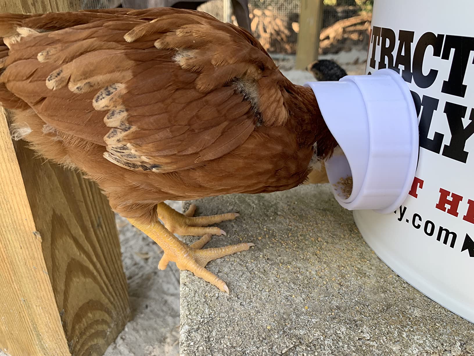 DIY Chicken Feeder Rain Proof Poultry Feeder Port Gravity Feed Kit for Buckets, Barrels, Troughs (4 Port with holesaw) customer photo 2