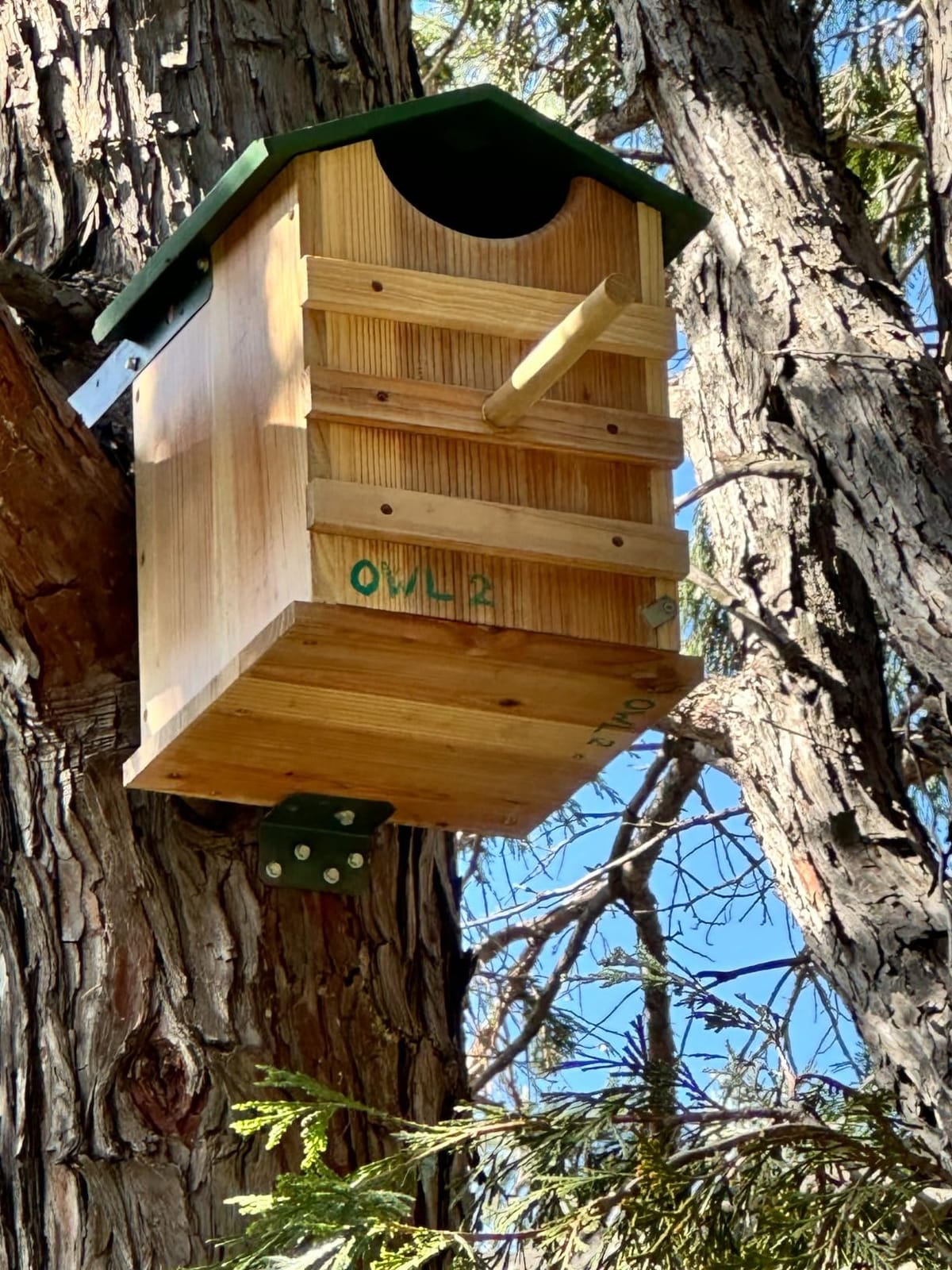 Screech Owl House 14 x 10 Inch, Cedar Wood Owl Box with Bird Stand Design, Owl Nesting Box with Mounting Screws and Wood Shavings customer photo 1