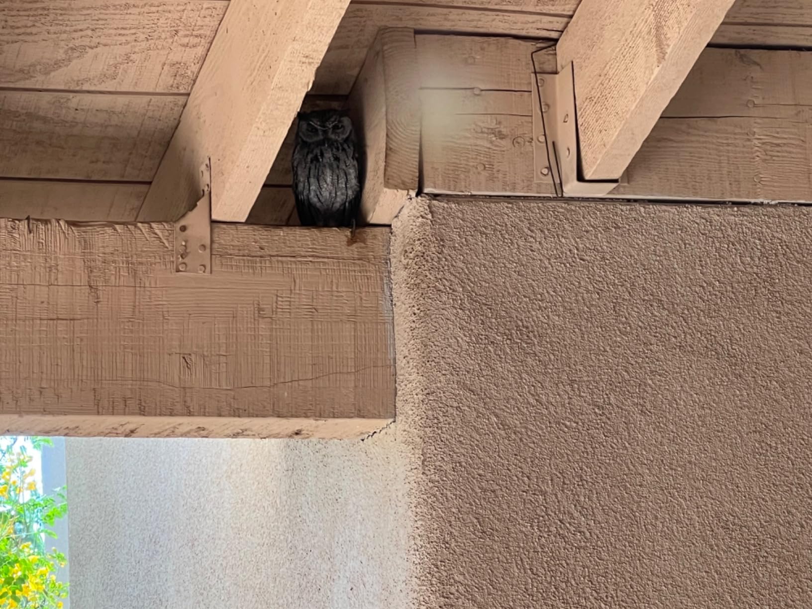 Screech Owl House 14 x 10 Inch, Cedar Wood Owl Box with Bird Stand Design, Owl Nesting Box with Mounting Screws and Wood Shavings customer photo 2