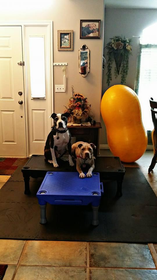 Blue-9 Pet Products KLIMB Dog Training Platform and Agility System, Durable and Portable for Indoor or Outdoor Use, Made in The USA, Blue customer photo 1