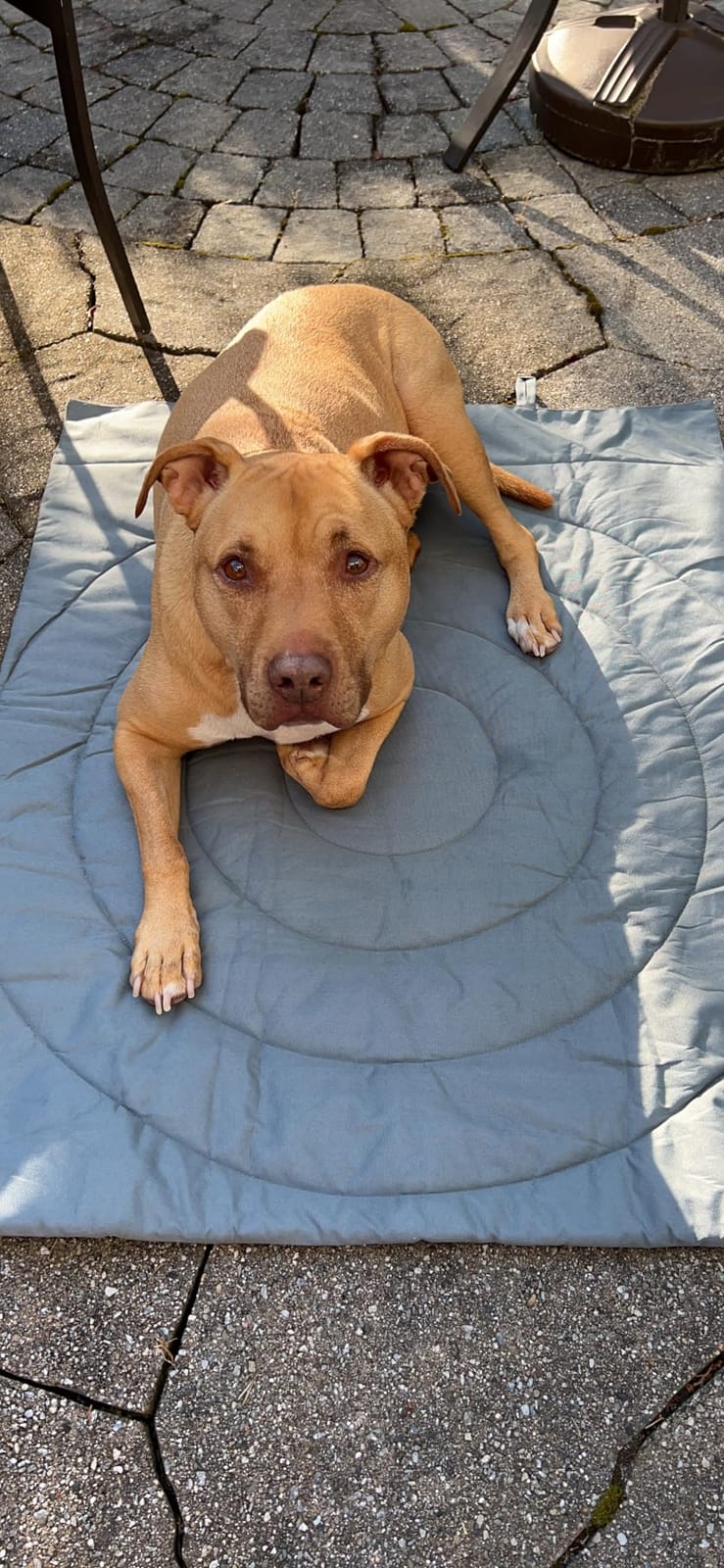 Dog Travel Mat - Portable Waterproof Foldable Mat - 39x30 in | Outdoor mat for medium and large breeds - Washable roll-up with carry bag customer photo 2