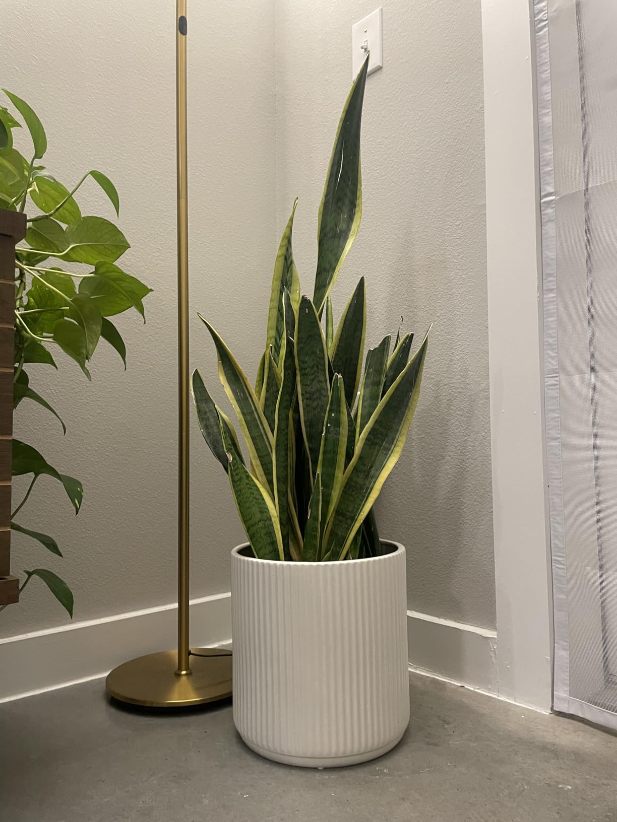 Amazon Basics Fluted Ceramic Planter Pot for Indoor Outdoor Plants, Round Flower Pot with Drainage Hole, 10-inch, White customer photo 2