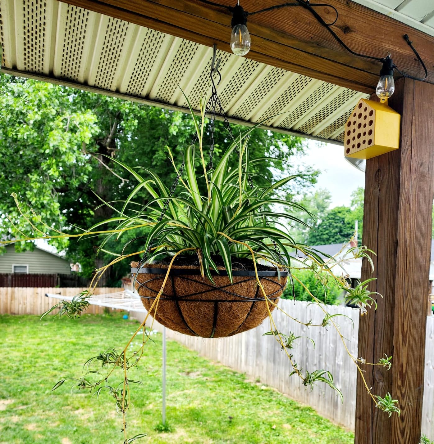 4 Pack 12 Inch Hanging Planters for Outdoor Plants Metal Watering Flower Baskets with Coco Liner for Outside Panting Plant Holder Pot for Home Garden Porch Balcony Railings Decor customer photo 2
