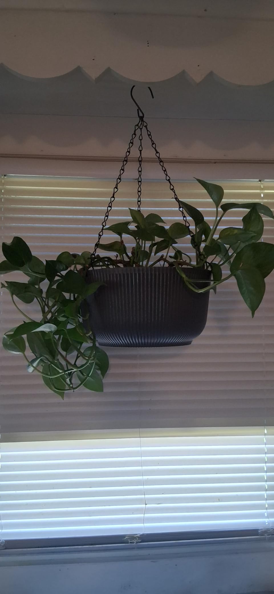 T4U Hanging Planters for Indoor Outdoor, 10 Inch Self Watering Pots, 2 Pack | Hanging basket with reservoir, drainage and chain for ivy, fern, herbs and trailing flowers on patio, porch or balcony customer photo 2