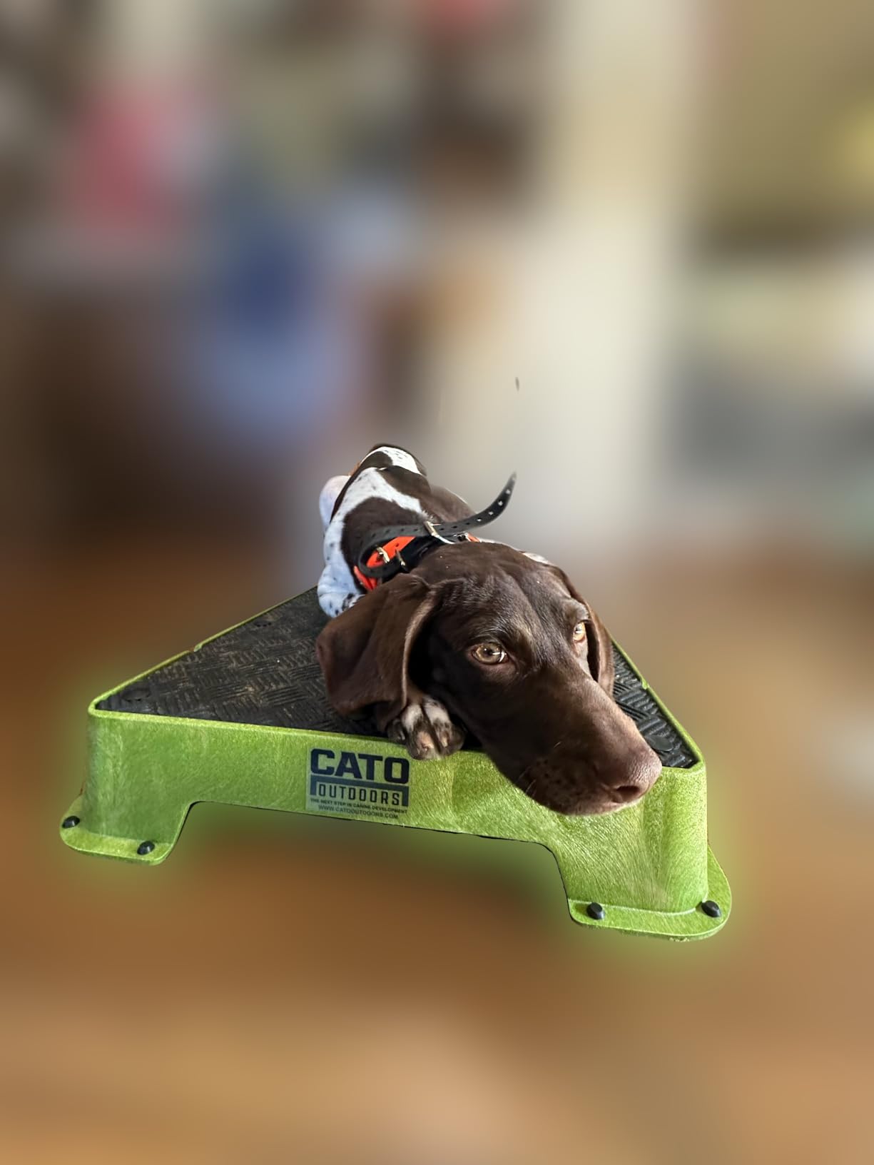 Cato Board - Dog Training Platform (Blue, Rubber Surface) customer photo 1