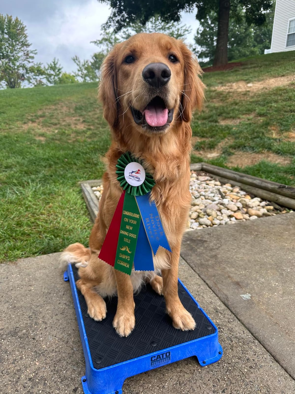 Cato Board - Dog Training Platform (Blue, Rubber Surface) customer photo 2