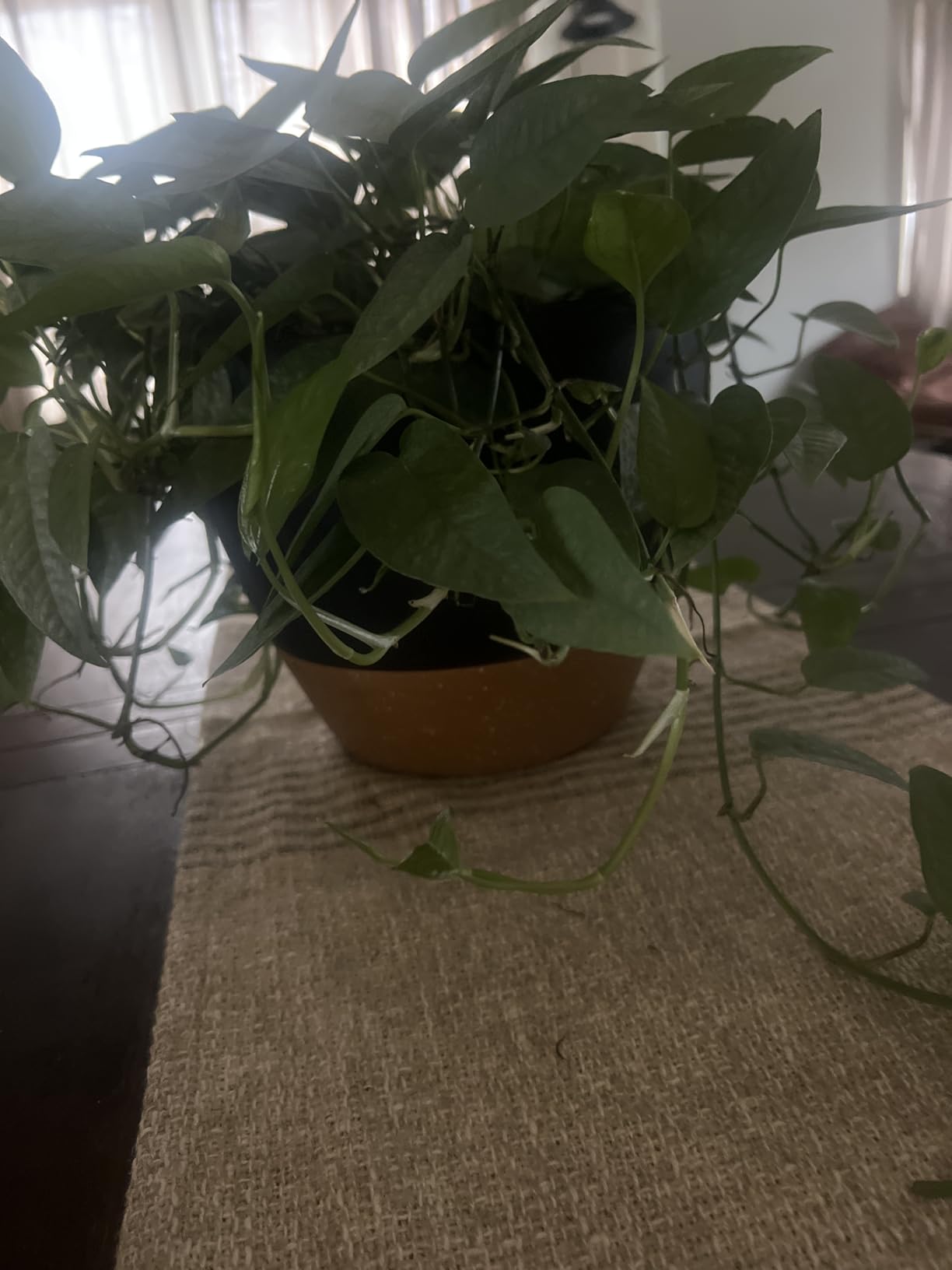Vanslogreen Hanging Planters for Indoor Outdoor Plants, 2 Pack Self Watering Hanging Pot with Drainage Holes & Removable Tray (Black, 10'') customer photo 1