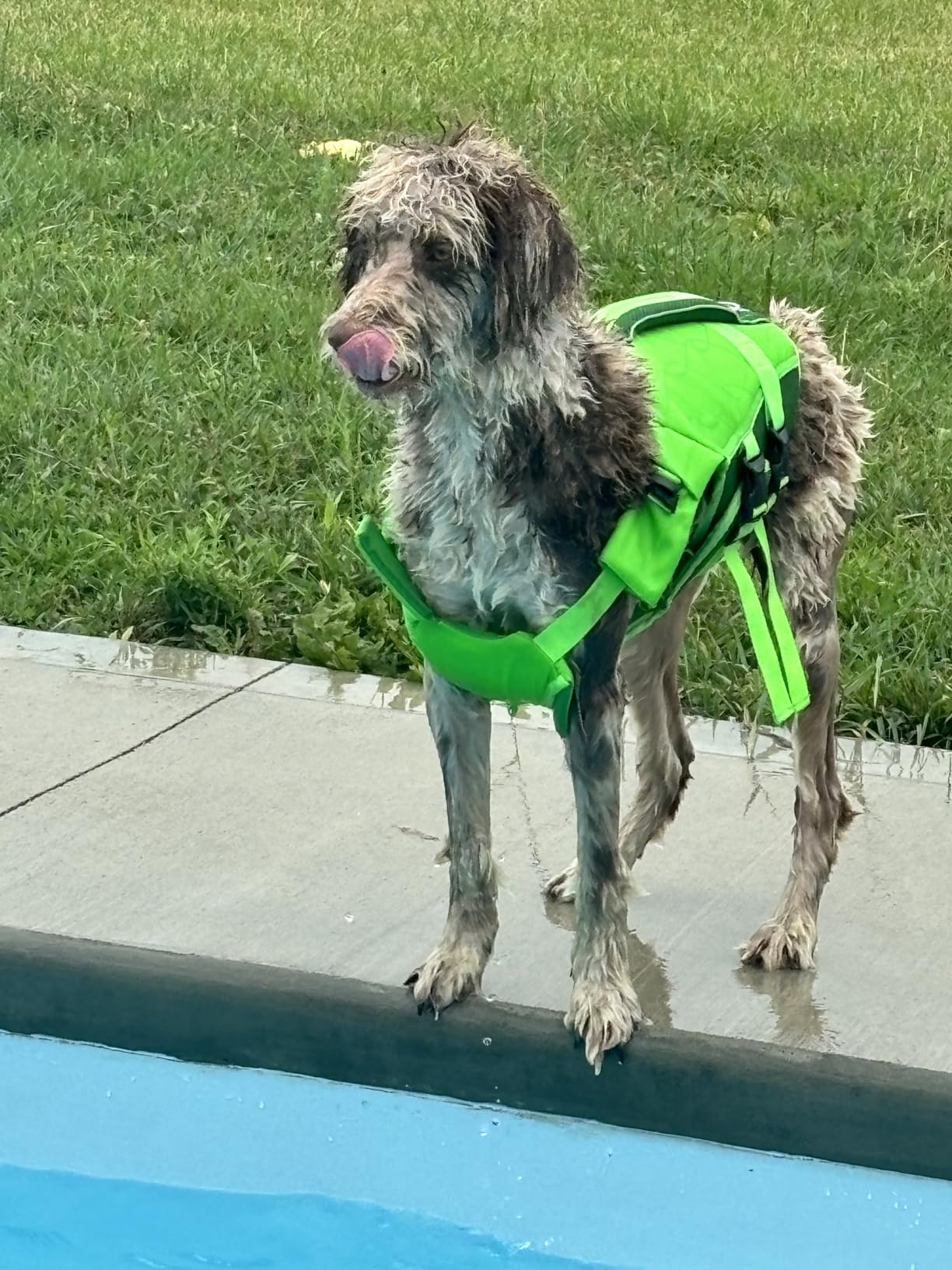 ASENKU Dog Life Jacket, High-Buoyancy Reflective Dog Swimming Vest with Durable Handles for Small/Medium/Large Dogs - Pool, Beach, Boating (Green, XL) customer photo 2