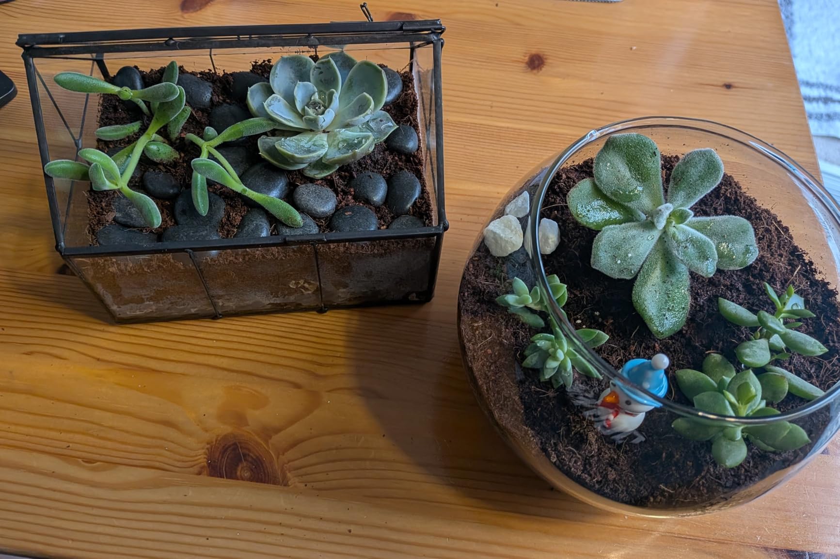 Terrarium Kit, Succulents & Indoor Plants Set DIY | Starter Pack for Any Plant - Build Your Own Ecosystem - Supplies for 64 fl oz Jar or Pot - (Jar & Plants Not Included) customer photo 2