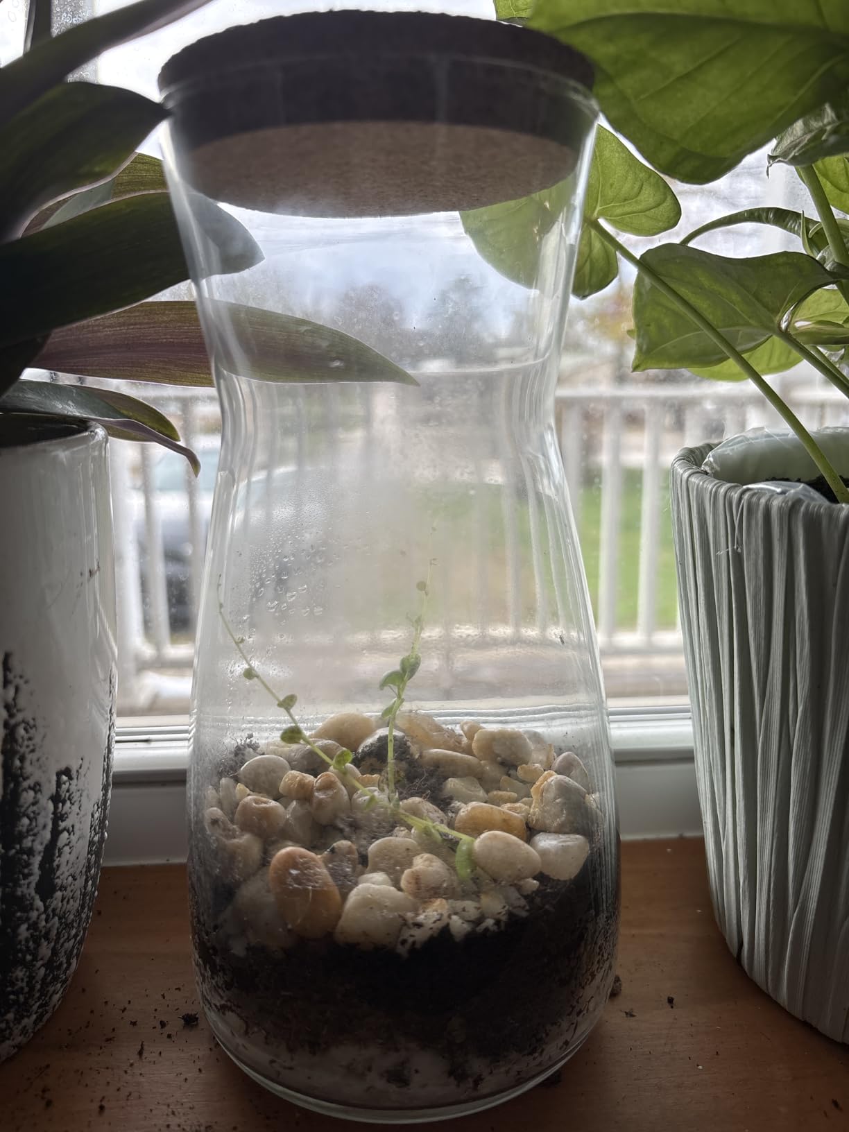 Terrarium Kit for Plants DIY | Starter Pack - Closed Ecosystem - 34 fl oz Glass - Succulents, Air Plants, Bonsai, Indoor Plants - (Plants Not Included) customer photo 1