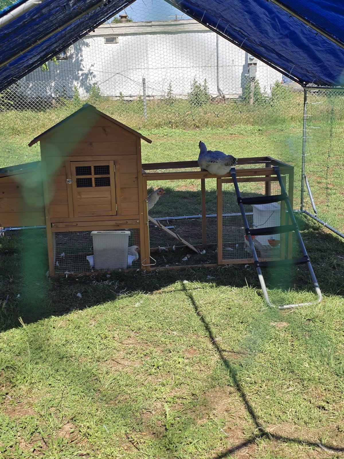 Sino Luban Large Metal Chicken Coop Run for 10 Chickens/Ducks, Chicken Runs for Yard with Waterproof Cover, Chicken Enclosure Chicken Pen Outdoor, Walk-in Poultry Cage (Upgrade wall Support Brace) customer photo 2