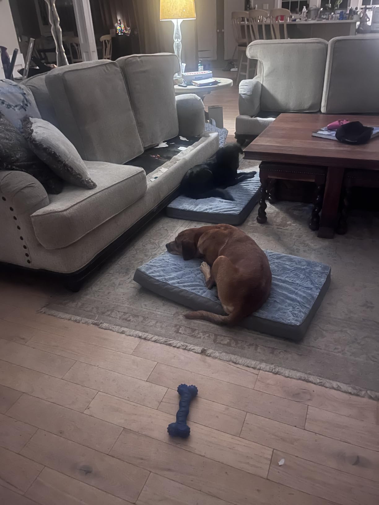 KSIIA Orthopedic Dog Bed for Small Dogs with Waterproof Lining, Grey, 23x17 customer photo 1