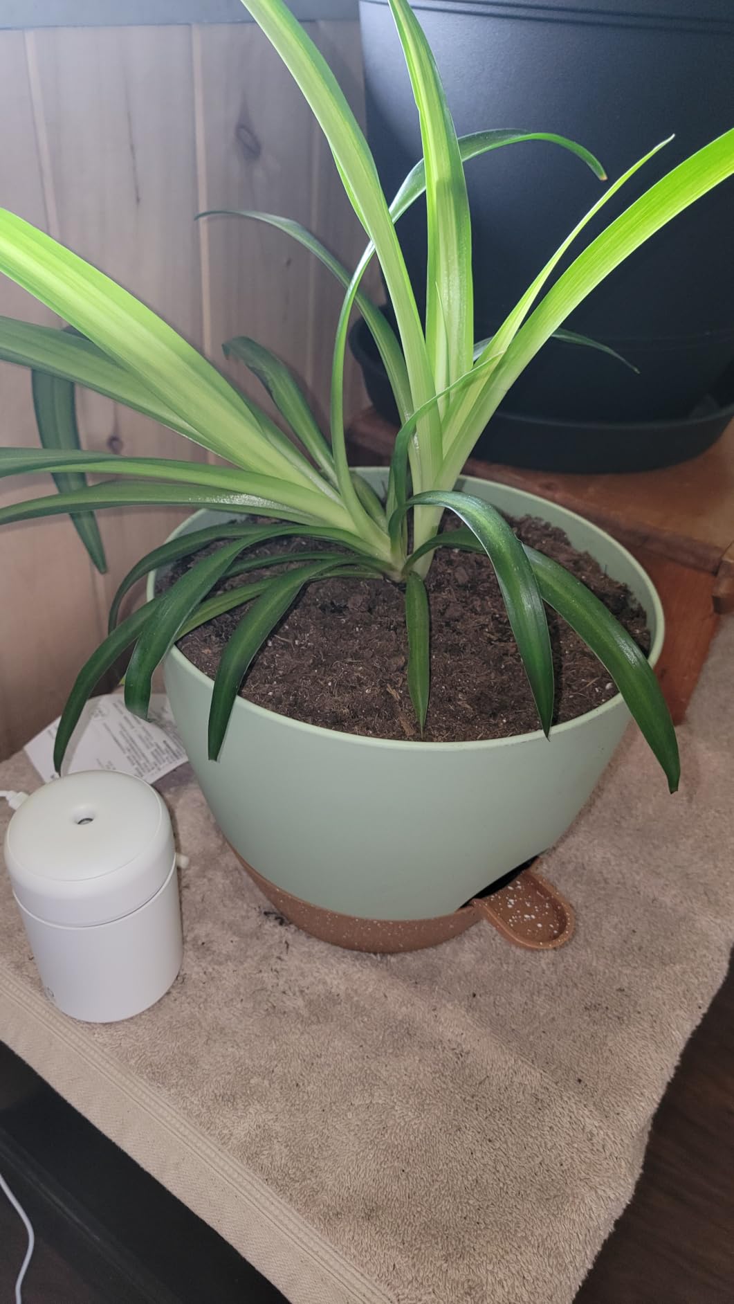 TYMENSH Plant Pots 12/10/9 Inch Set of 3, Self Watering Planters with Drainage Holes and Water Reservoir, Heavy Duty Plastic Flower Pots for Indoor Outdoor Plants, White customer photo 1